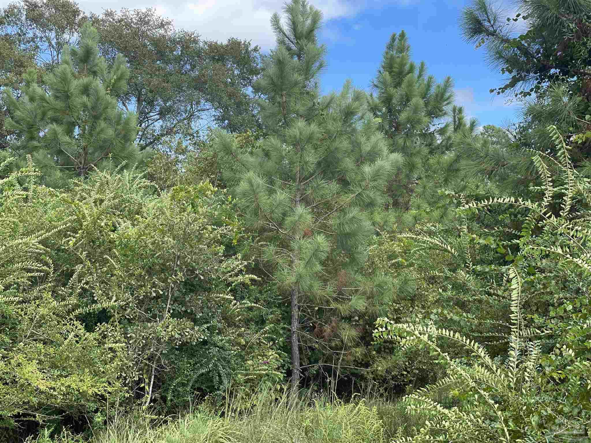 5700 Block Pine Forest Rd