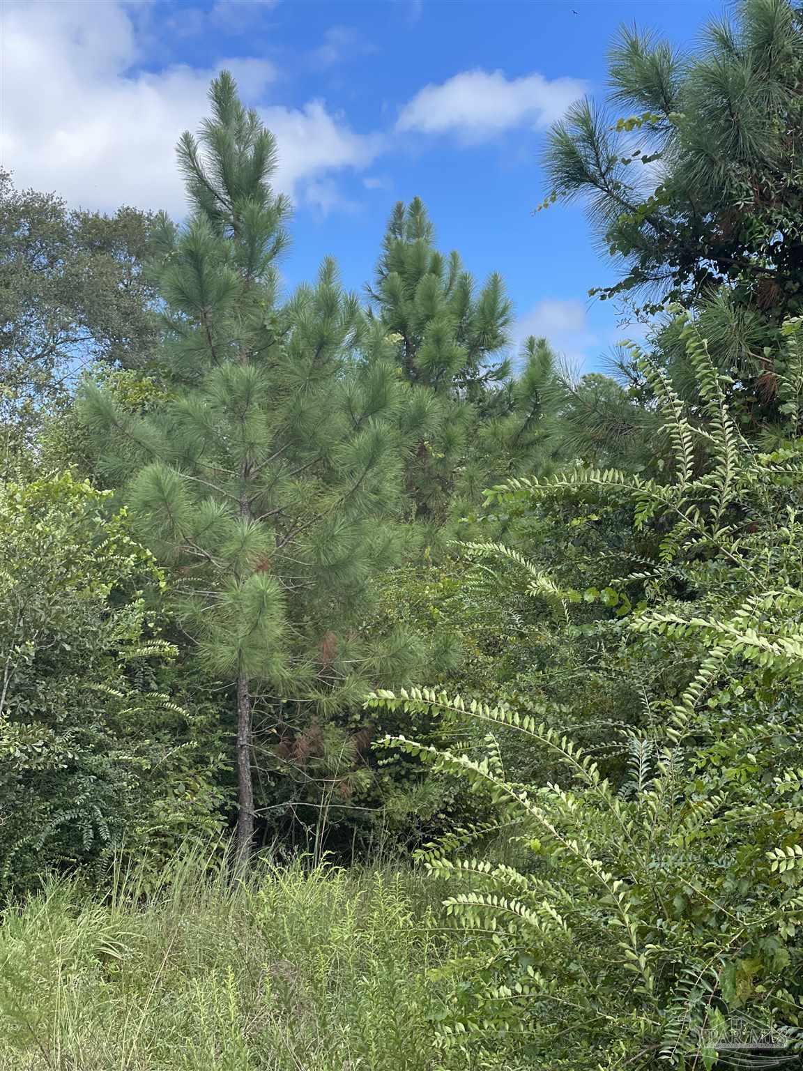 5700 Block Pine Forest Rd