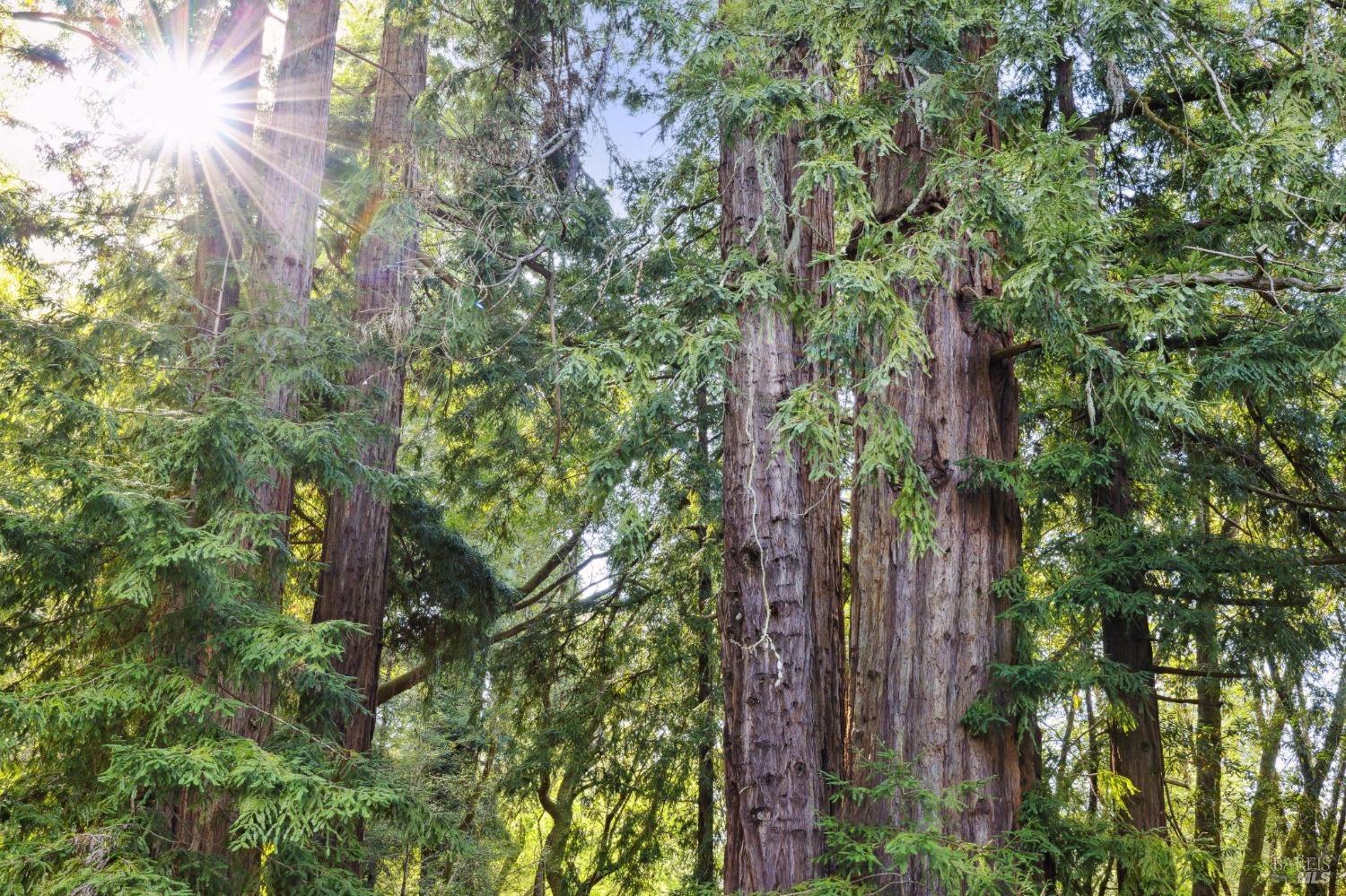 380 San Geronimo Valley Dr