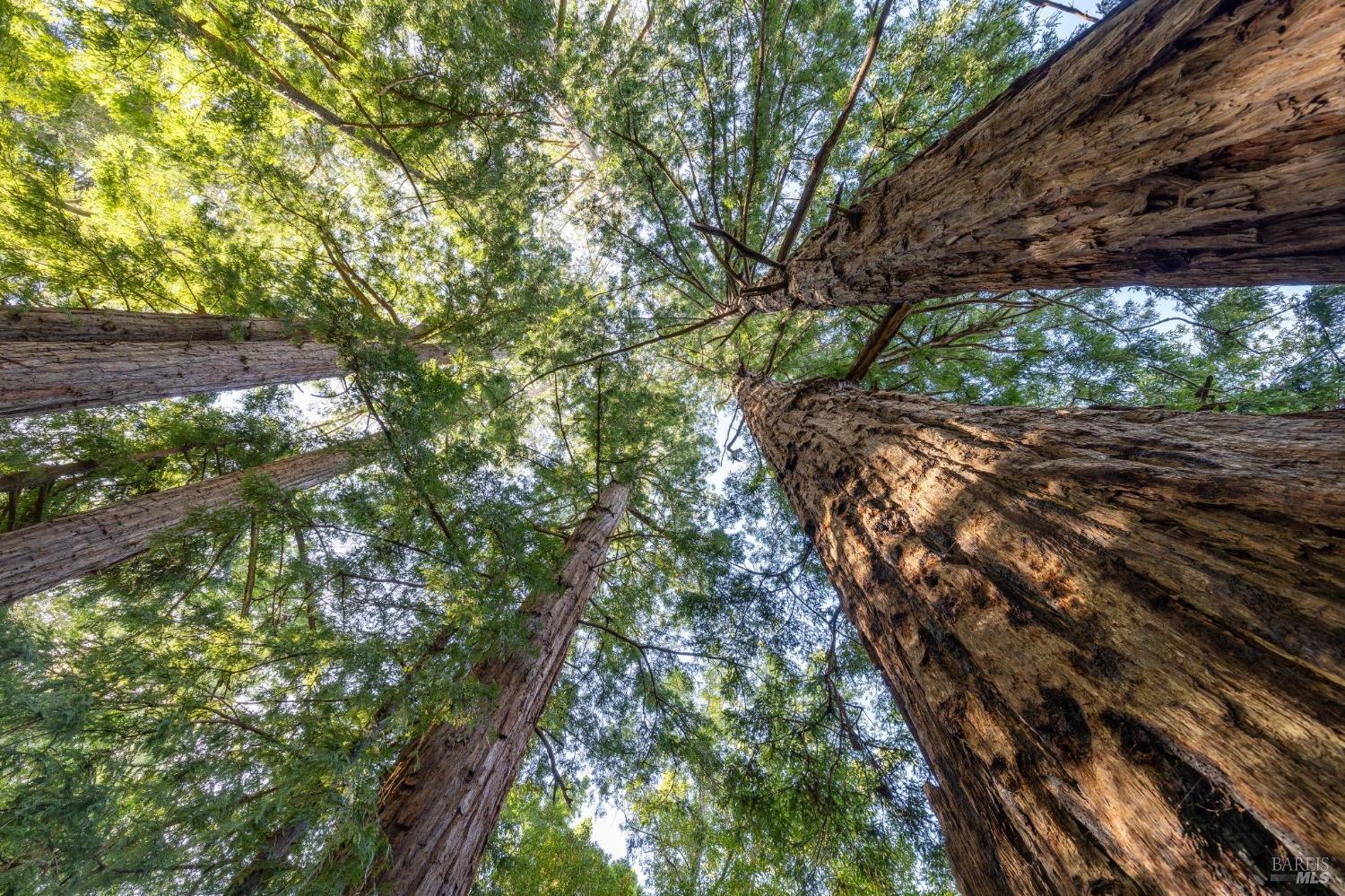 380 San Geronimo Valley Dr