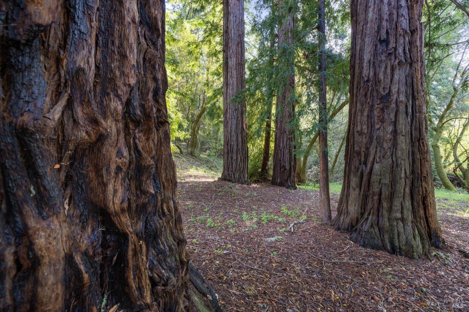 380 San Geronimo Valley Dr