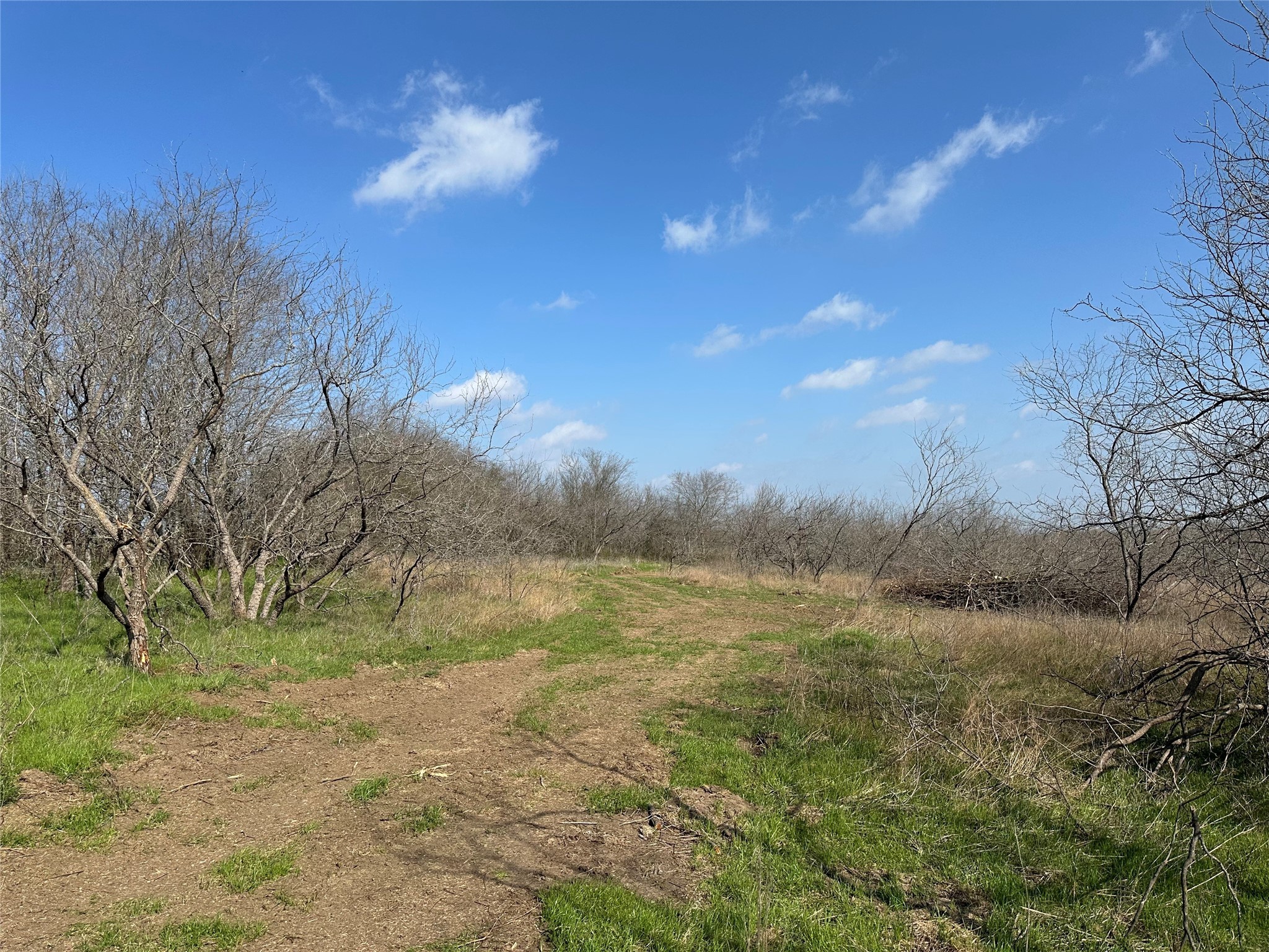 Tract 1C (16.69 acres) SW County Road 2360
