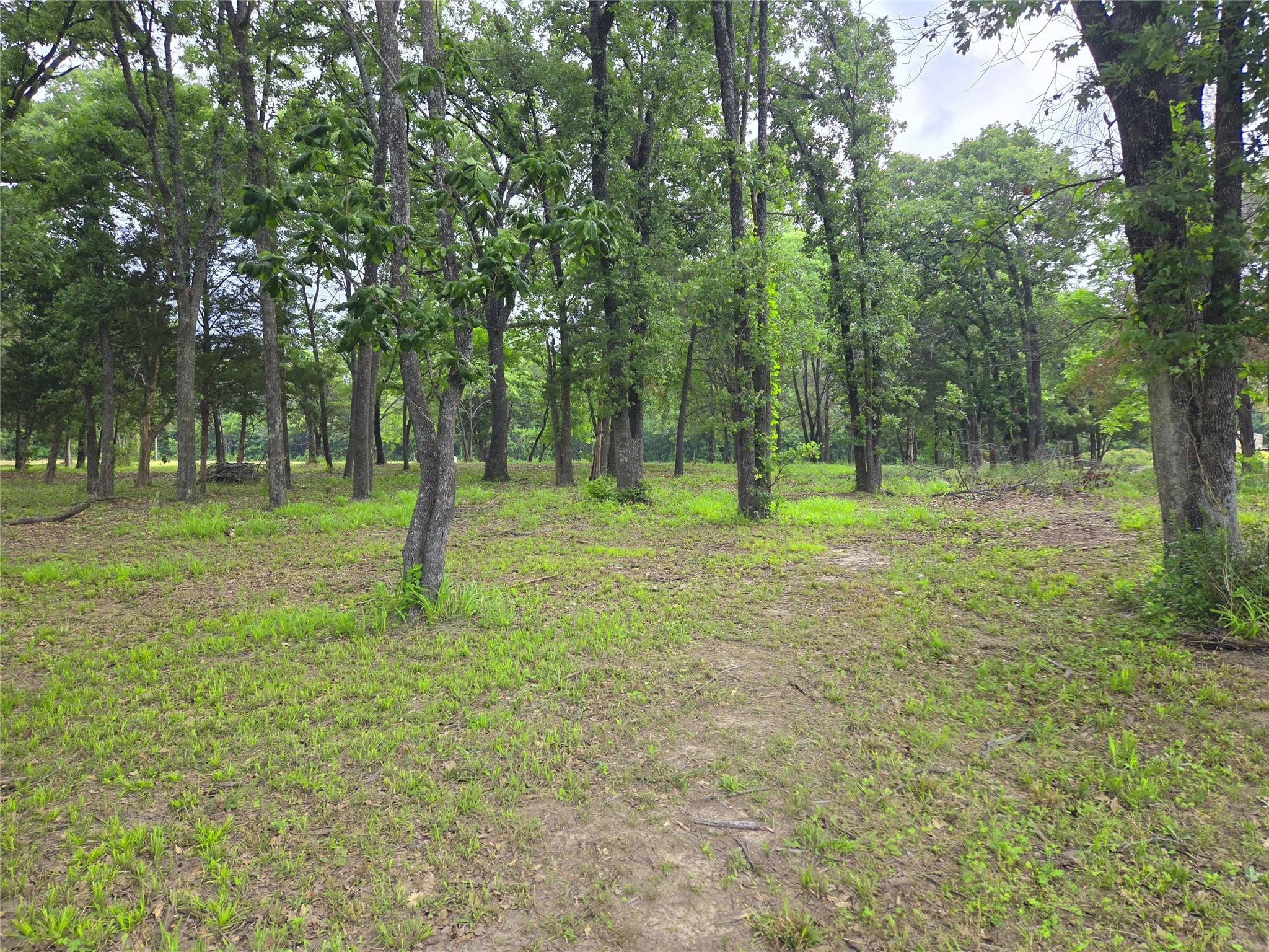 Lot 333 Spur 294