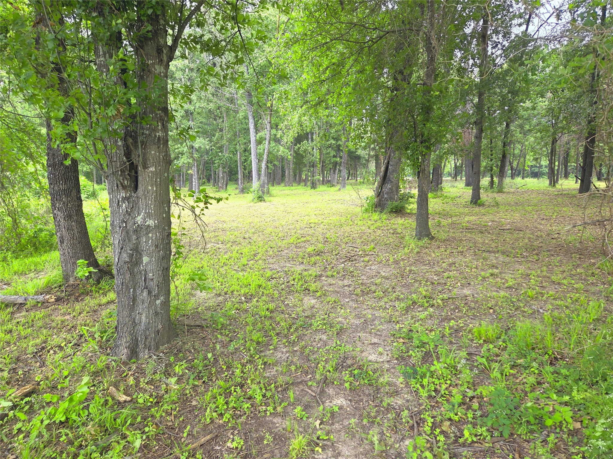 Lot 333 Spur 294