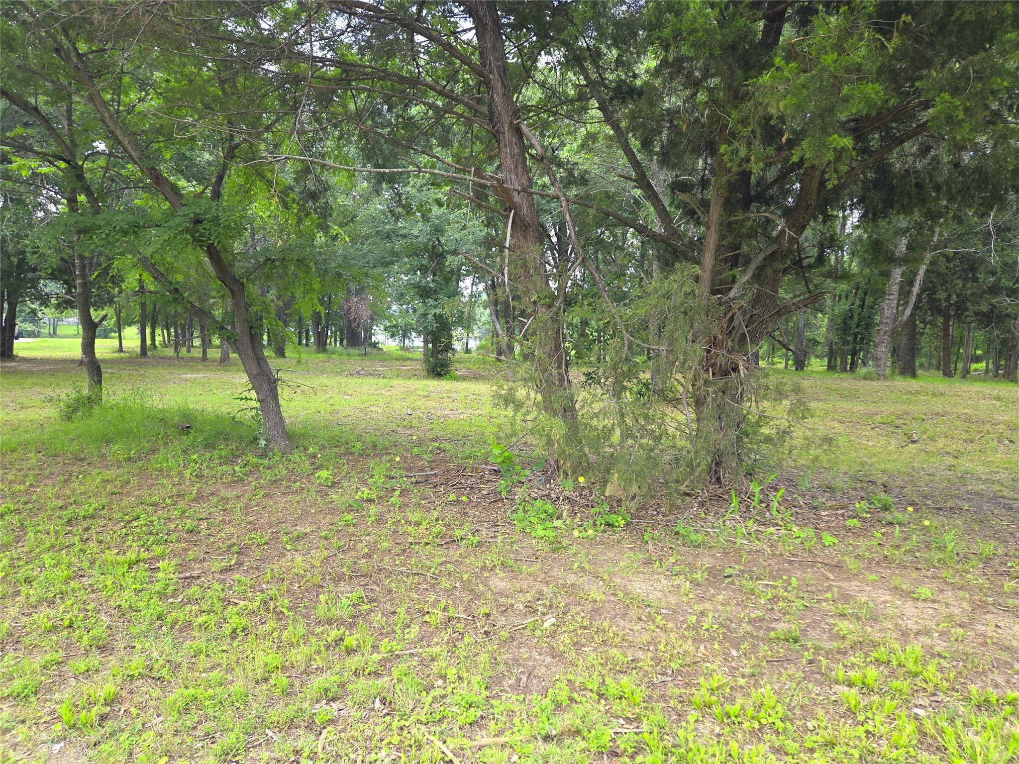 Lot 333 Spur 294