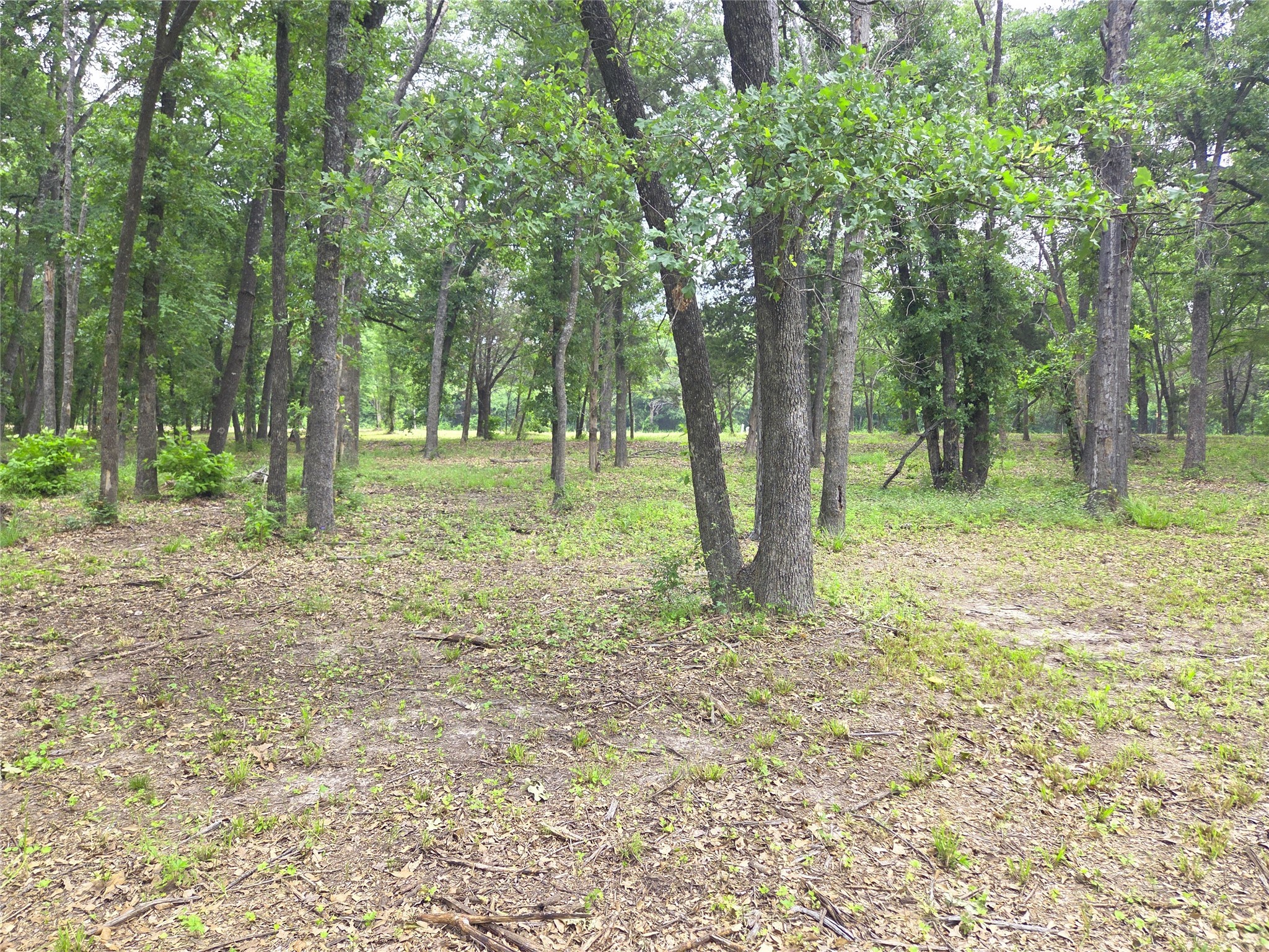 Lot 333 Spur 294
