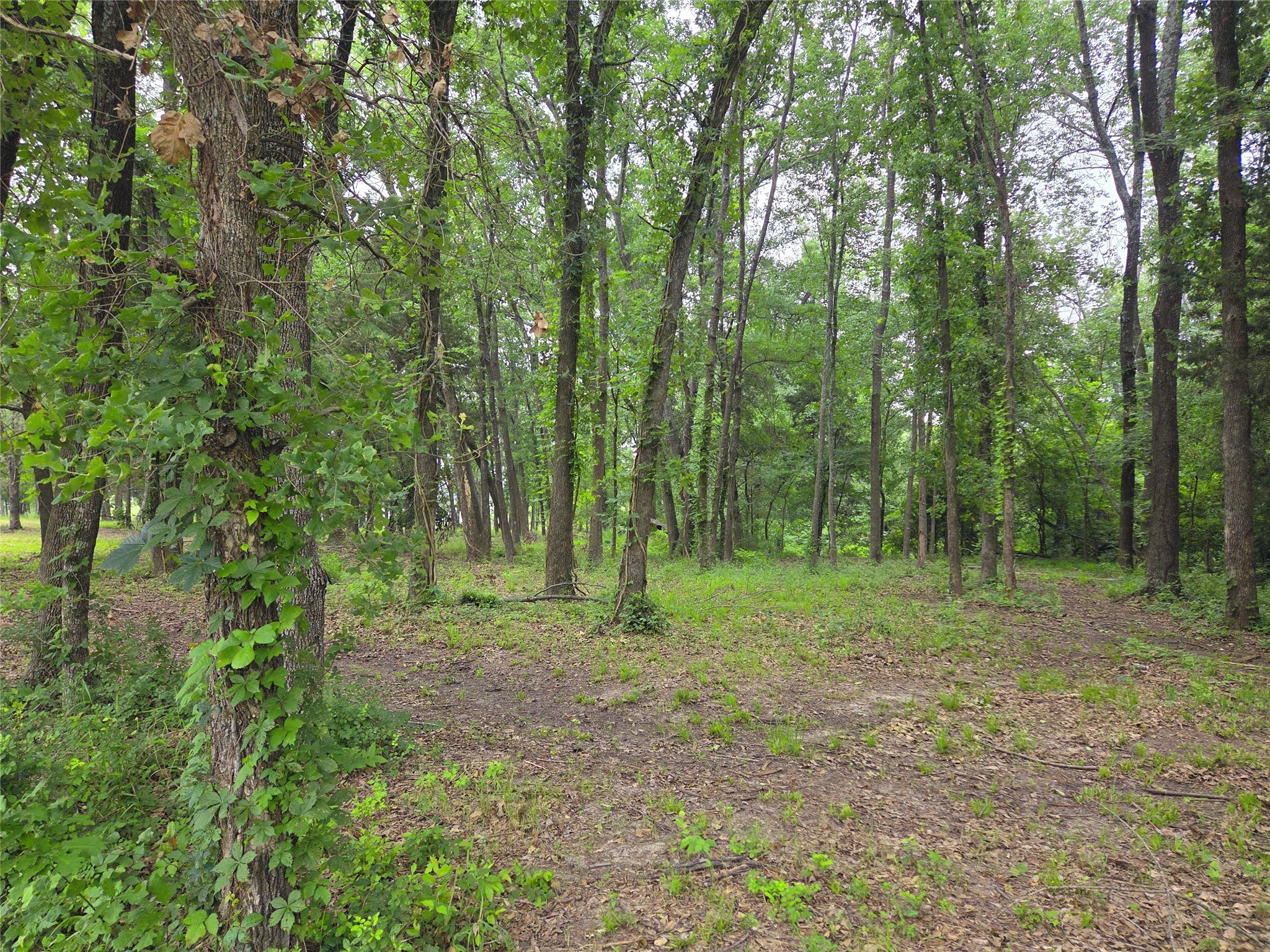 Lot 618 Spur 294