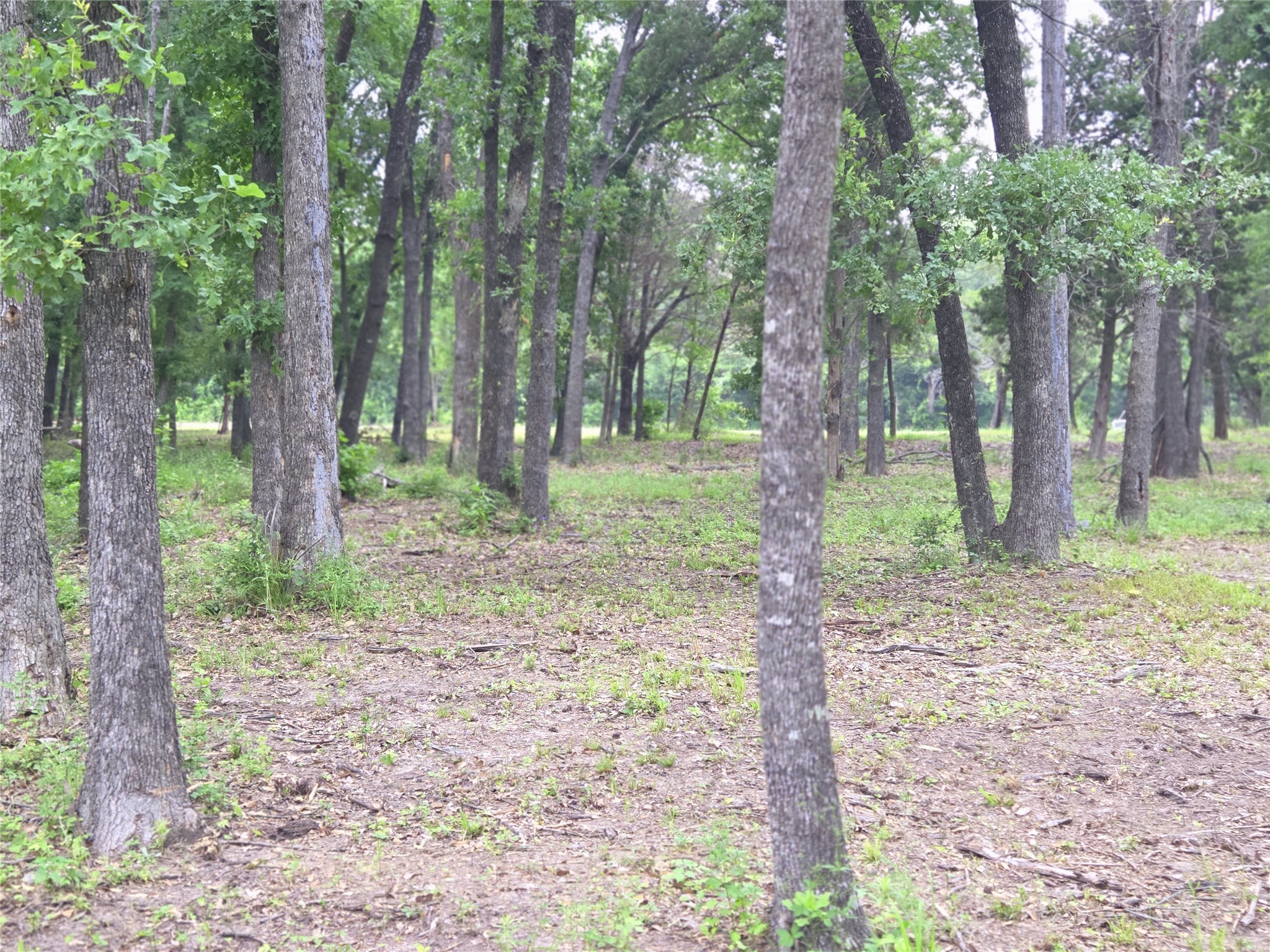 Lot 618 Spur 294