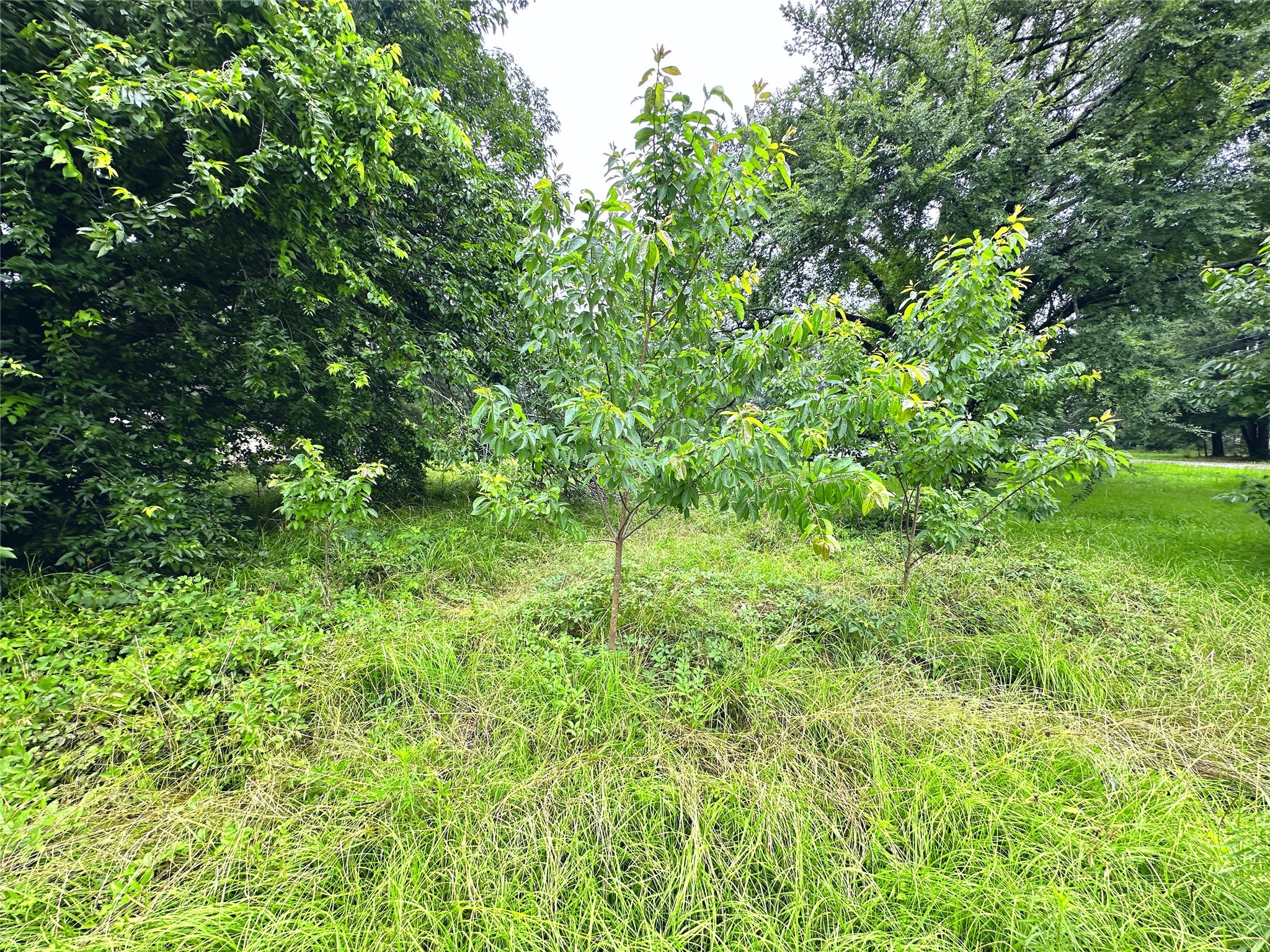 Lot 2 Cypress Avenue