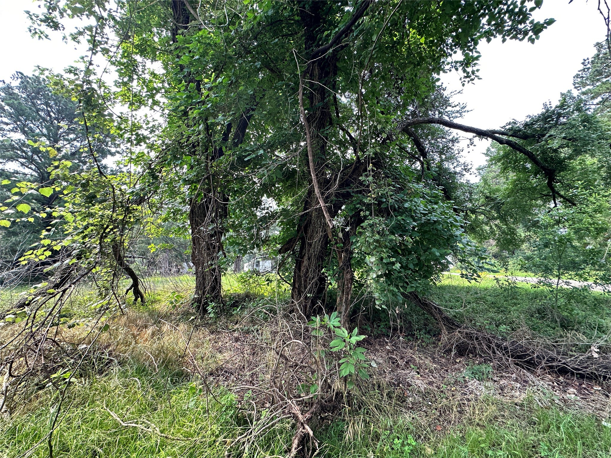 Lot 29 Ashley Avenue