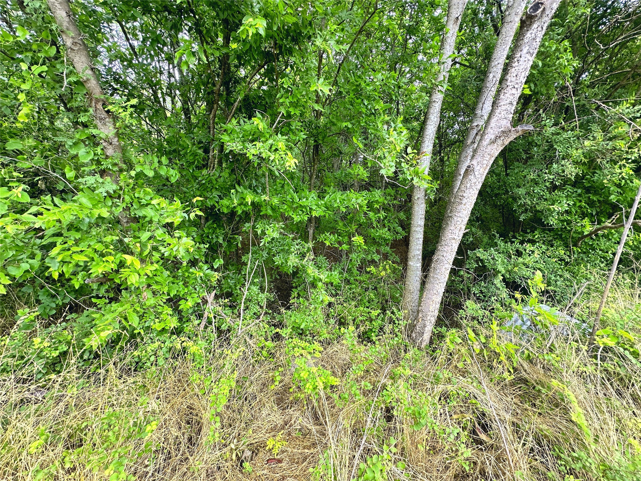 Lot 51 Horizon Ridge