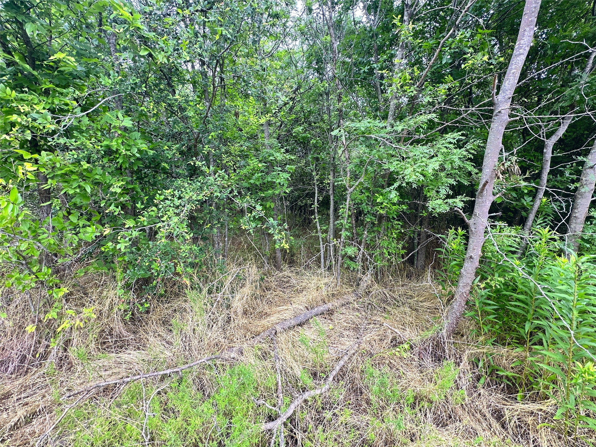 Lot 51 Horizon Ridge