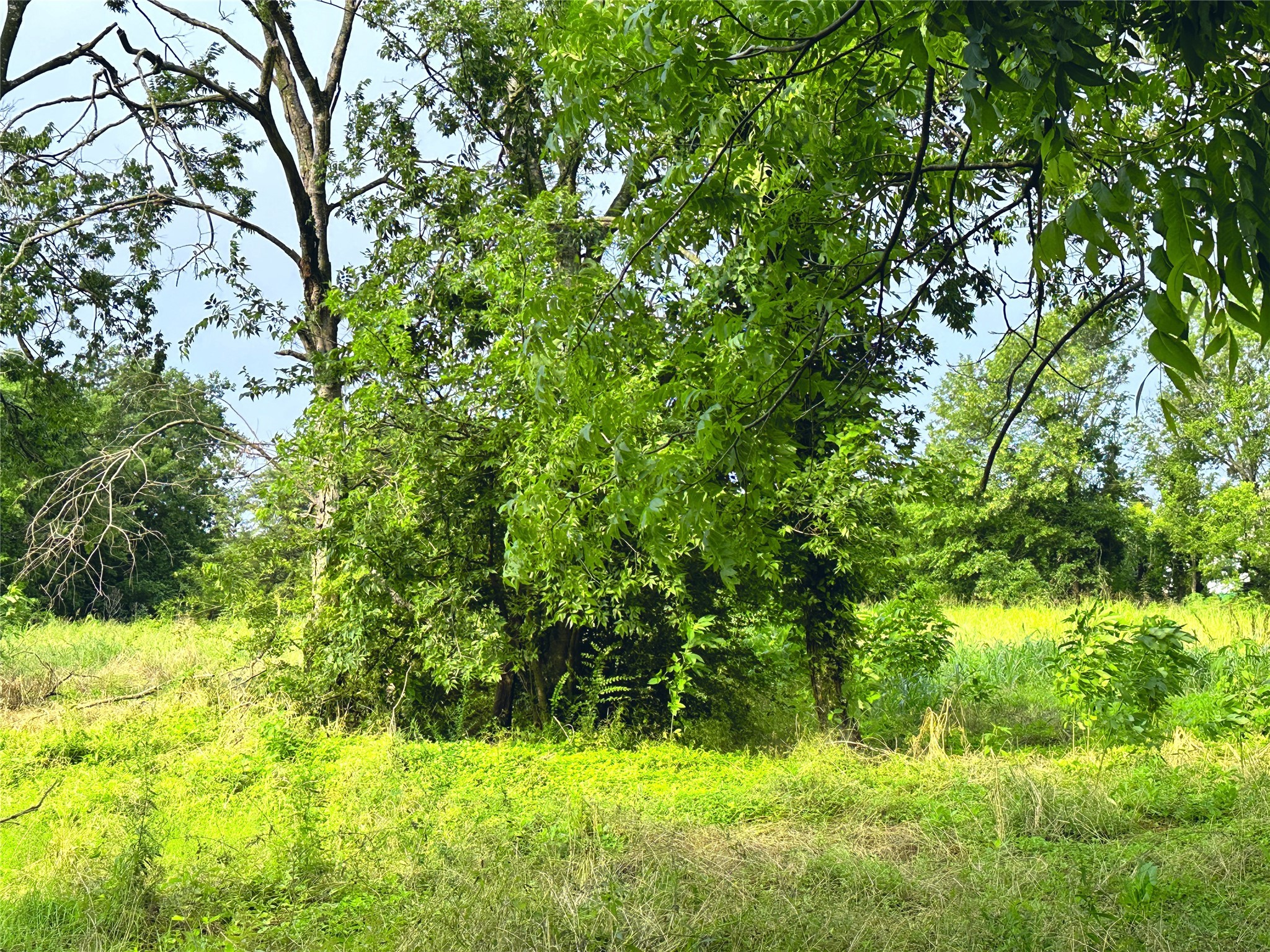 700 S Throckmorton Avenue