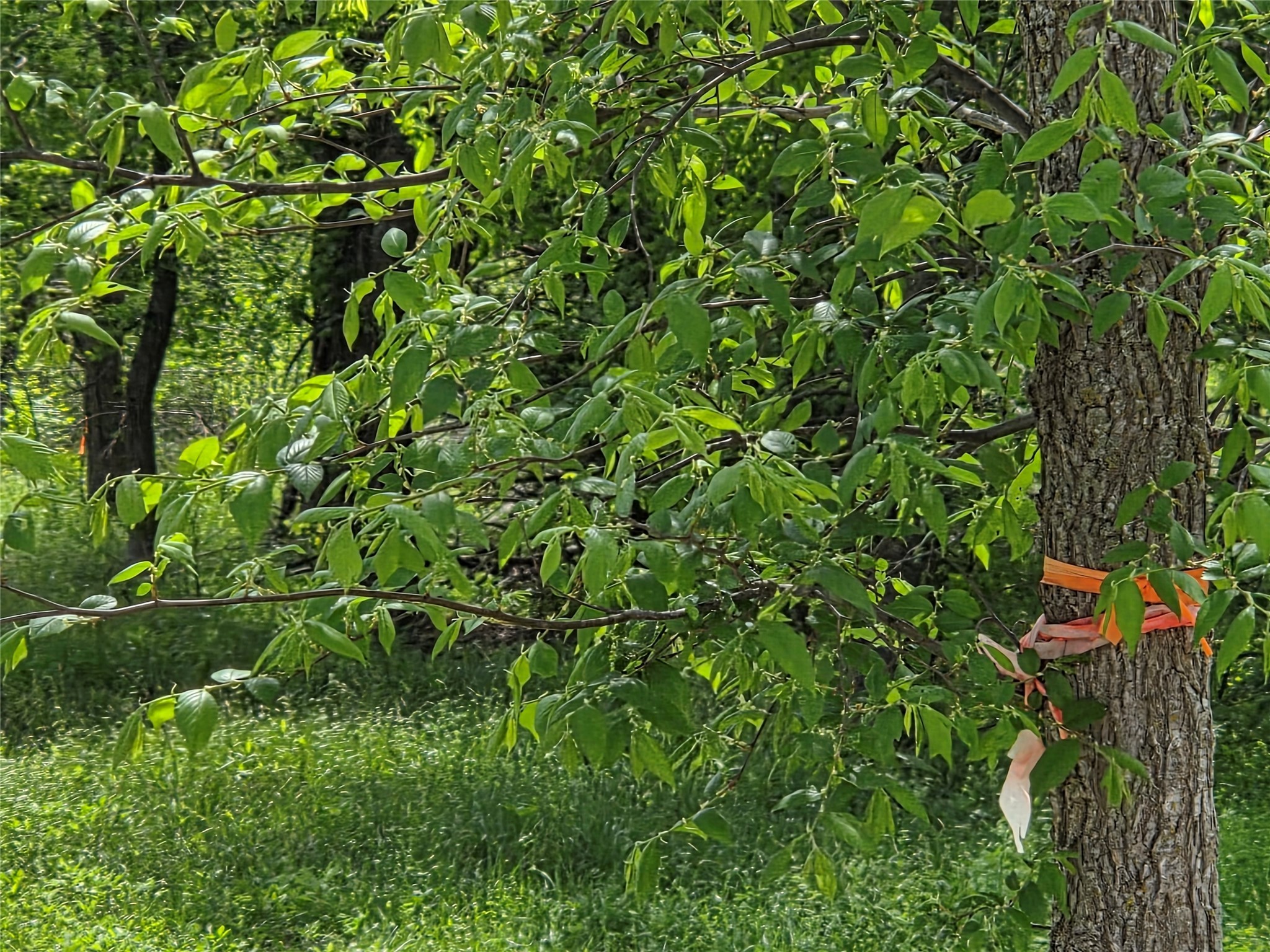 Lot 5 SE County Rd.3048A