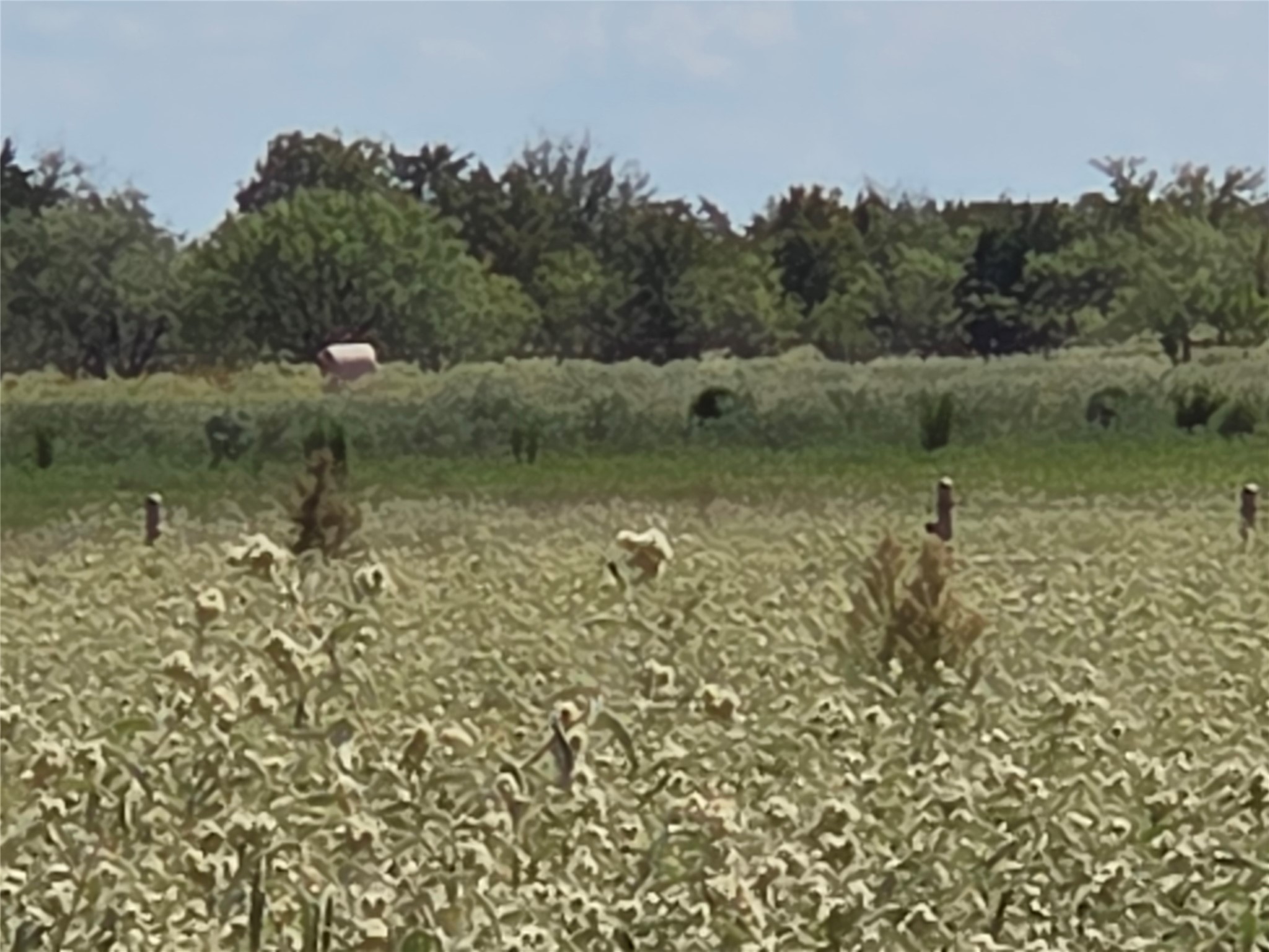 510 County Road 3150