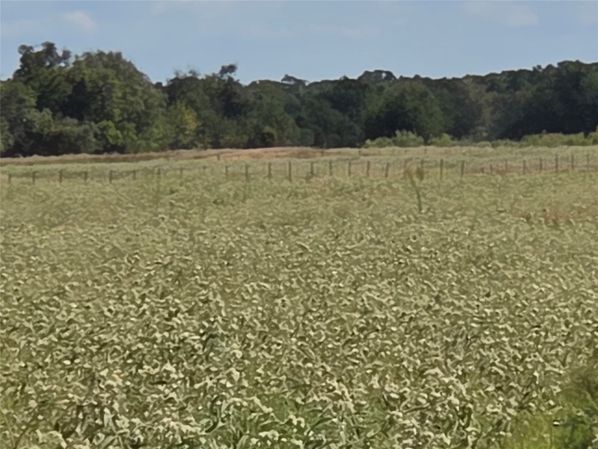 510 County Road 3150