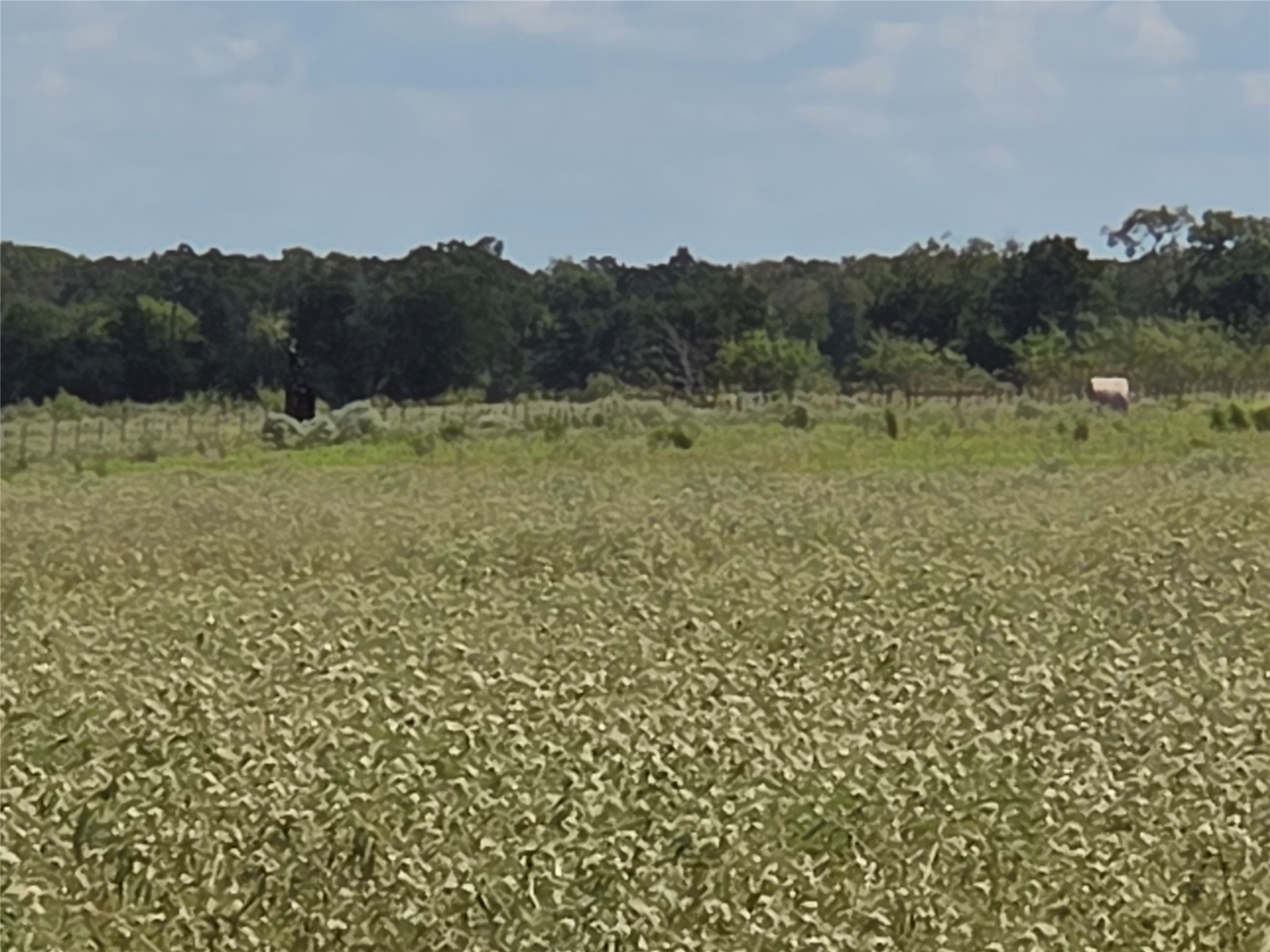 510 County Road 3150