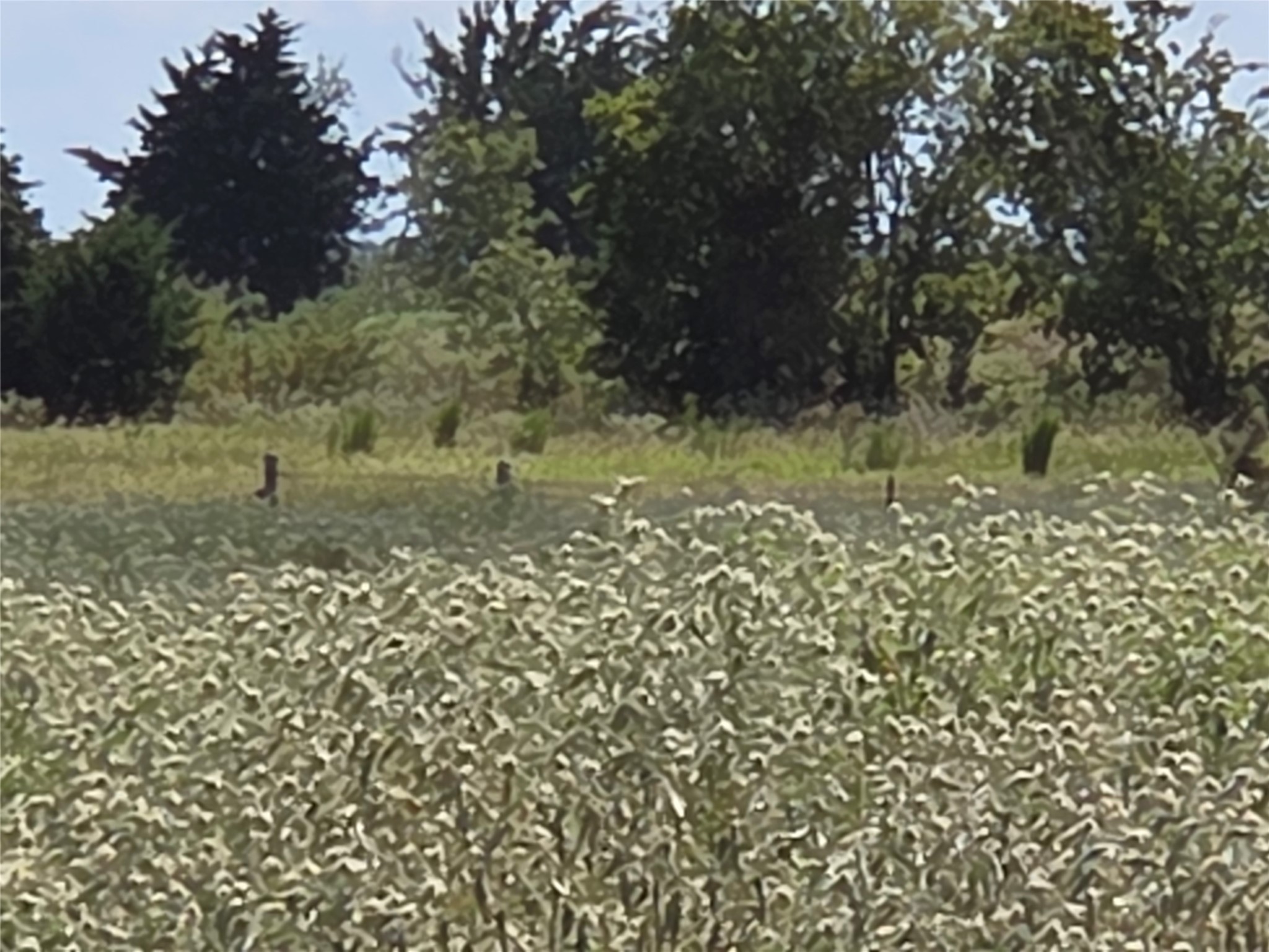 510 County Road 3150