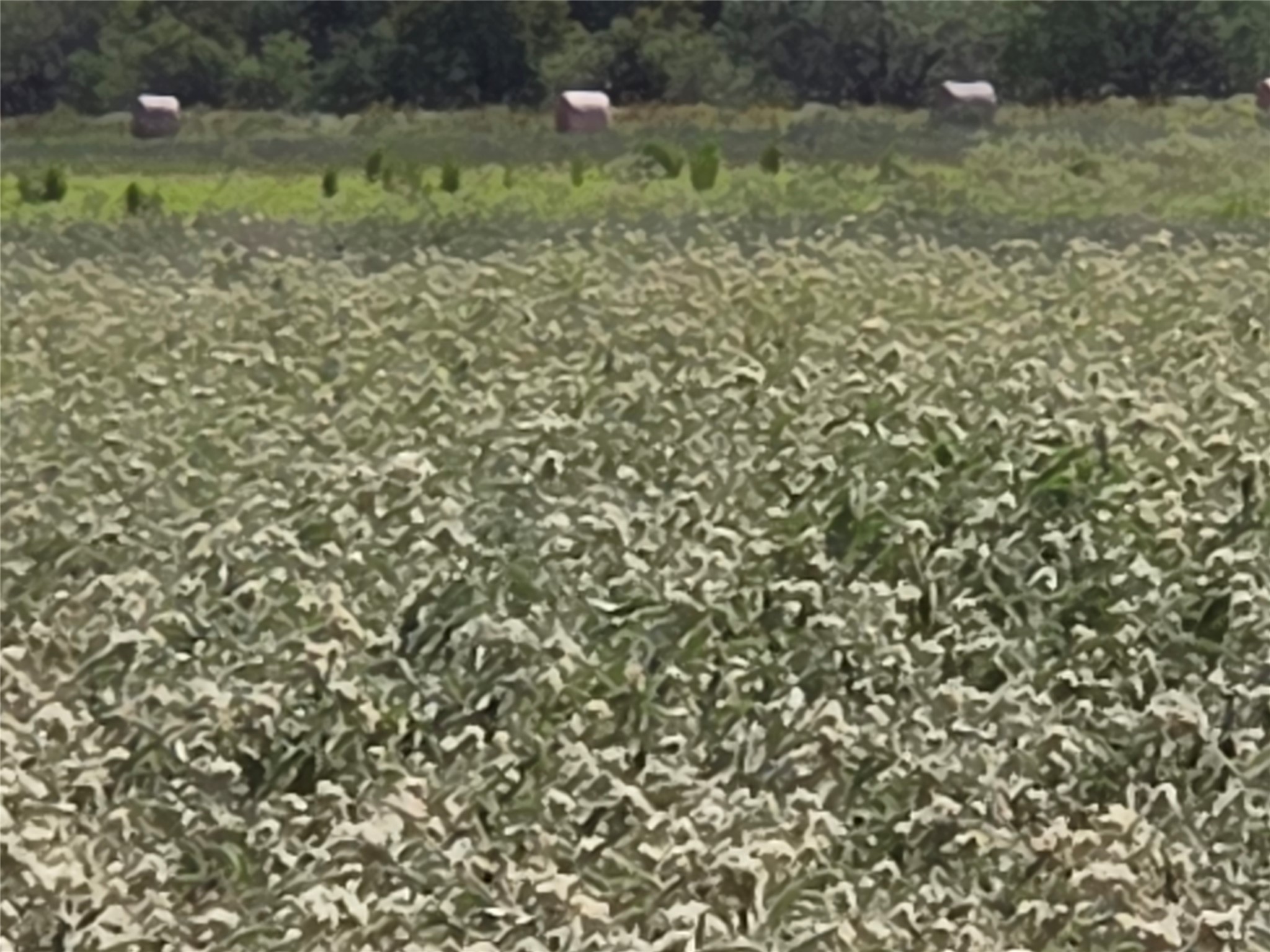 510 County Road 3150