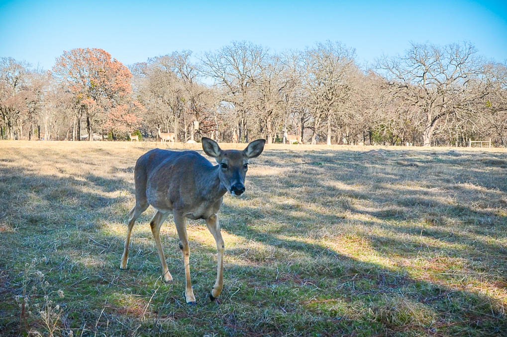 Lot 133 Lincoln Drive