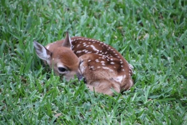 Lot 132 Lincoln Drive