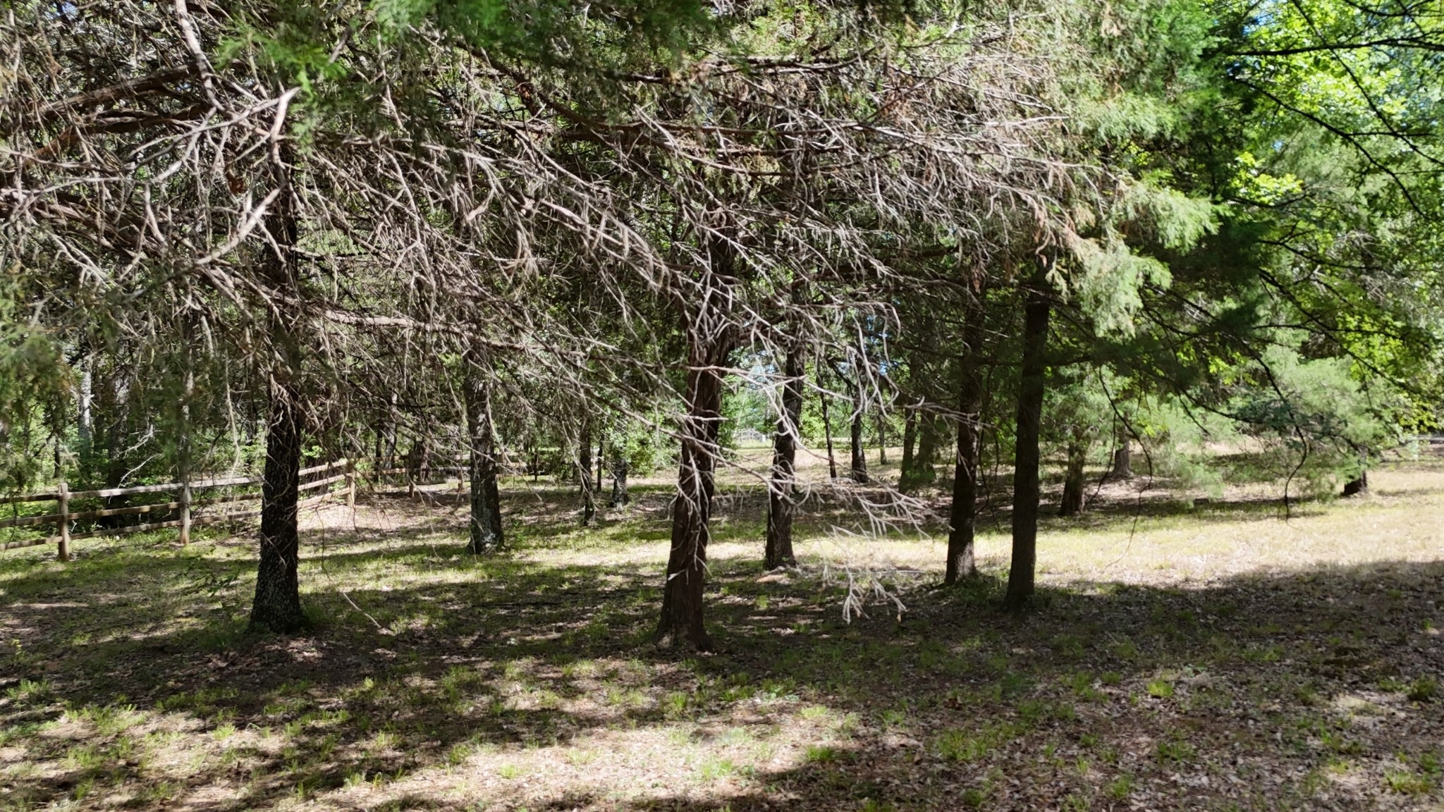 Lot 81 Appomattox
