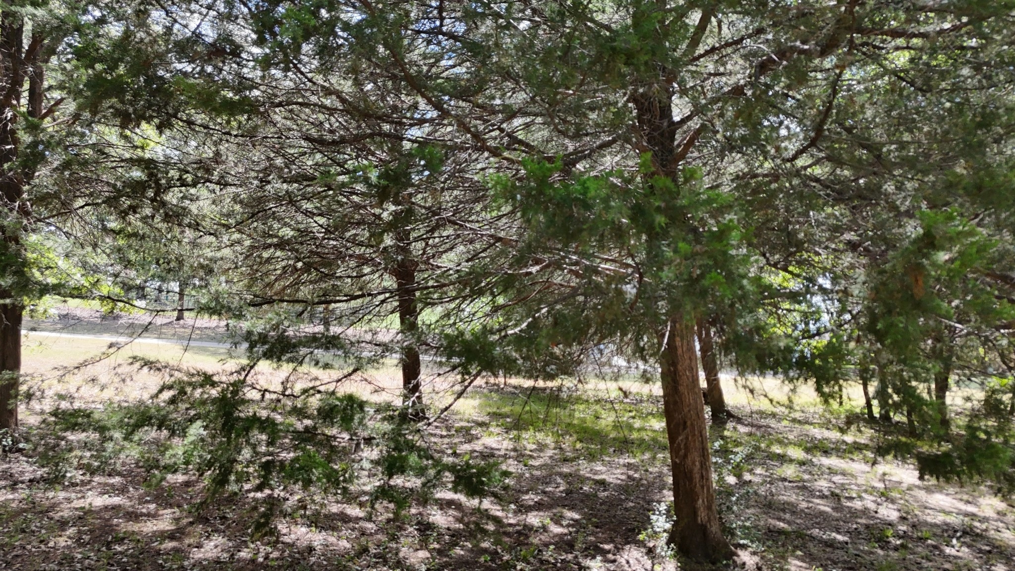 Lot 81 Appomattox