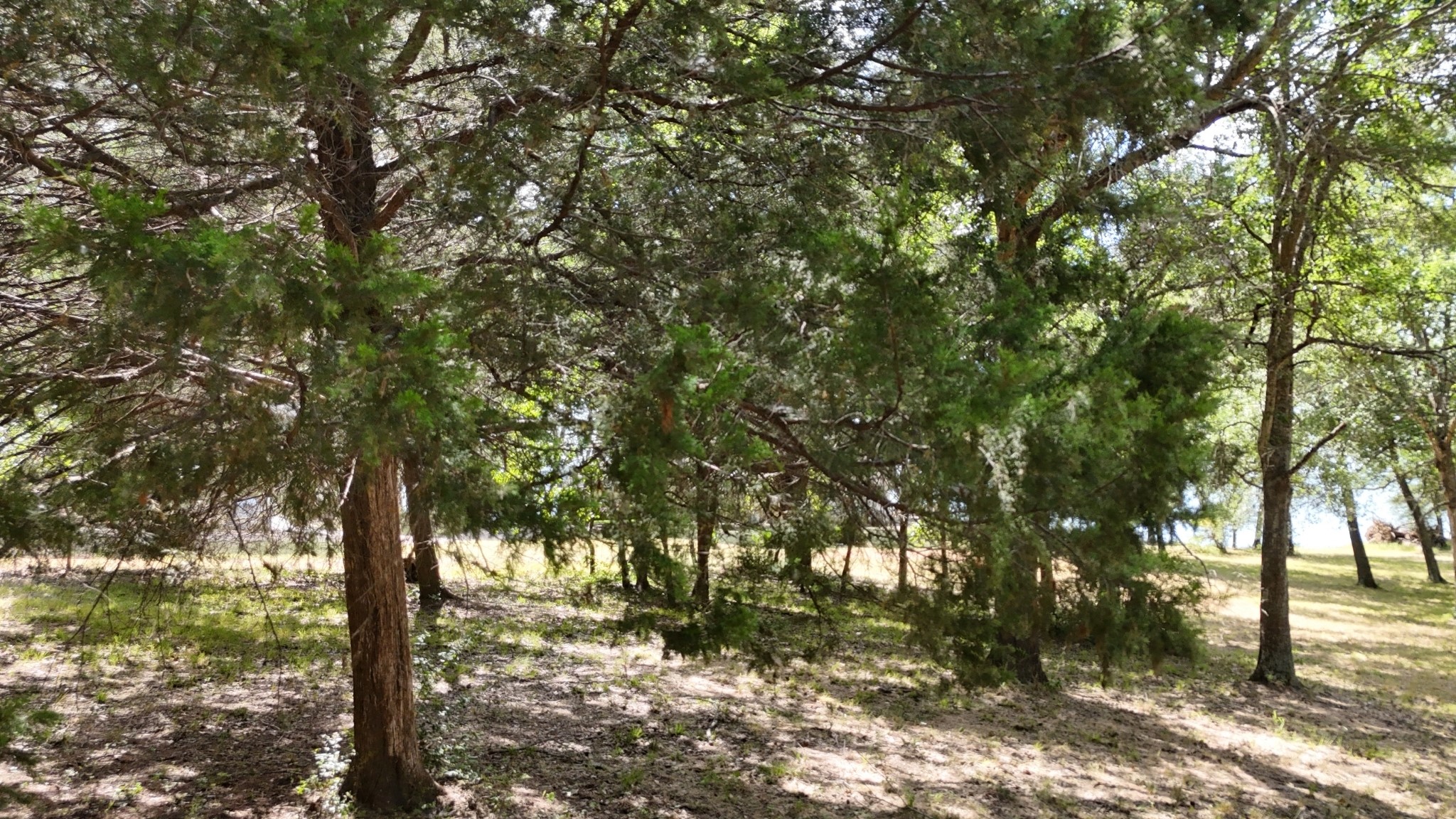 Lot 81 Appomattox
