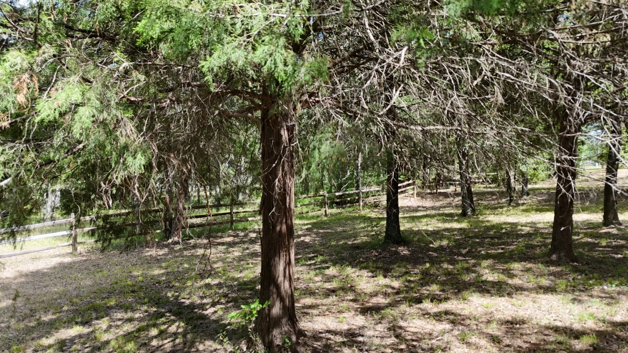 Lot 81 Appomattox