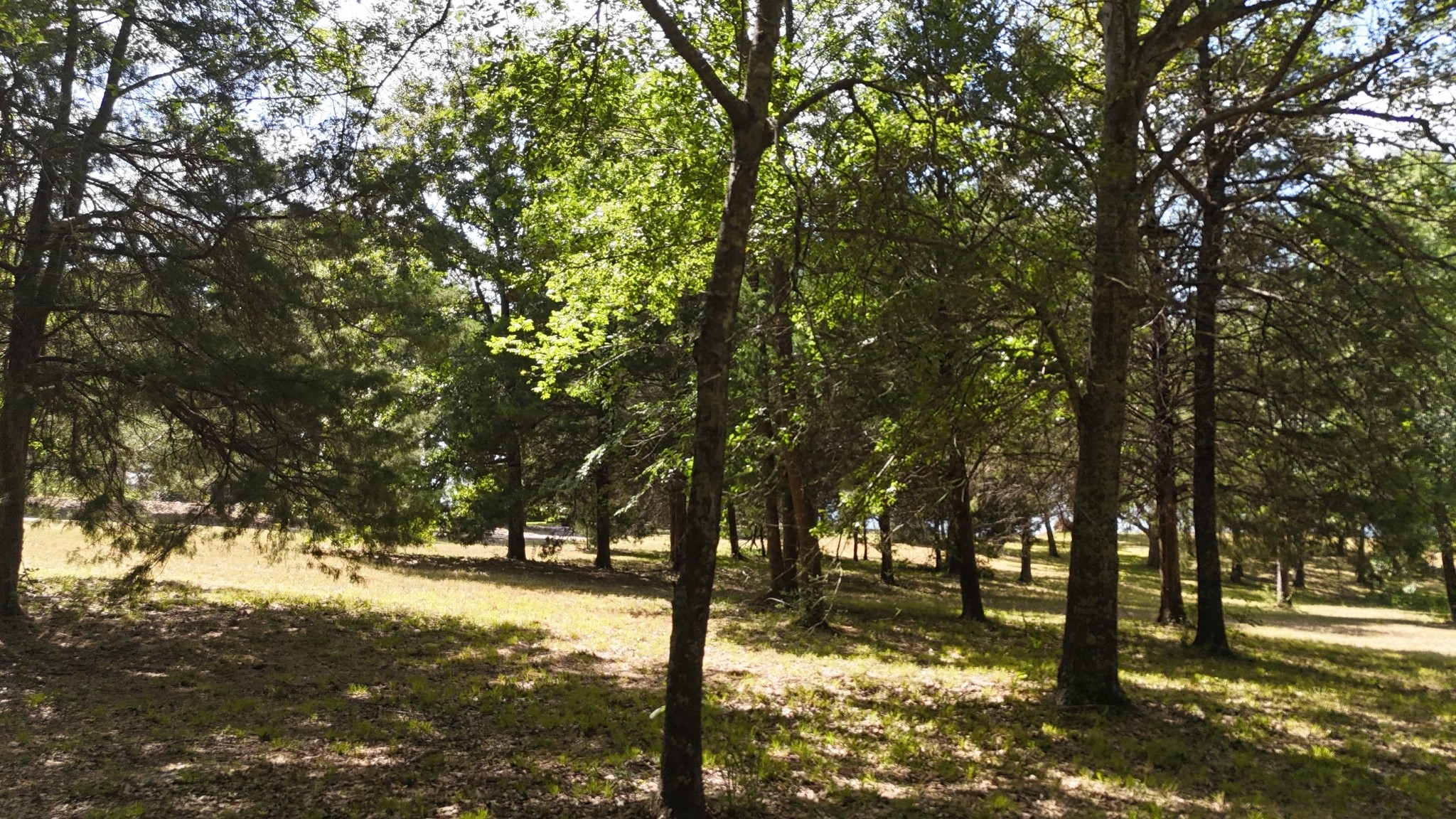 Lot 81 Appomattox
