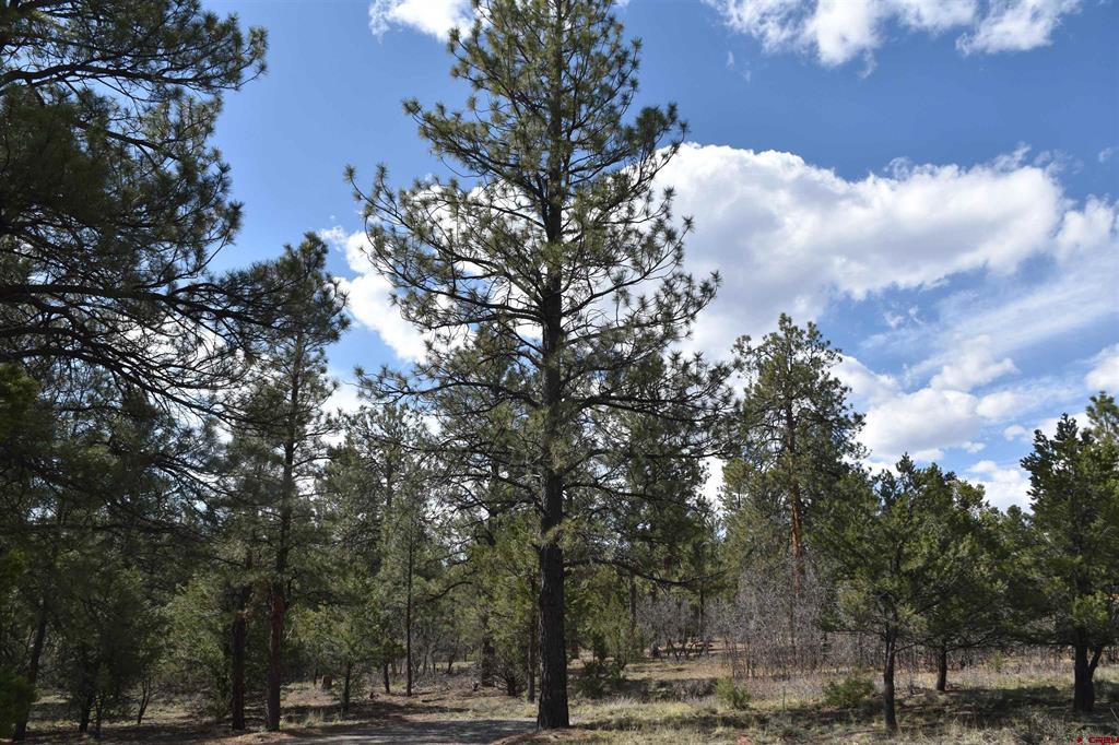 141 Big Canyon Point