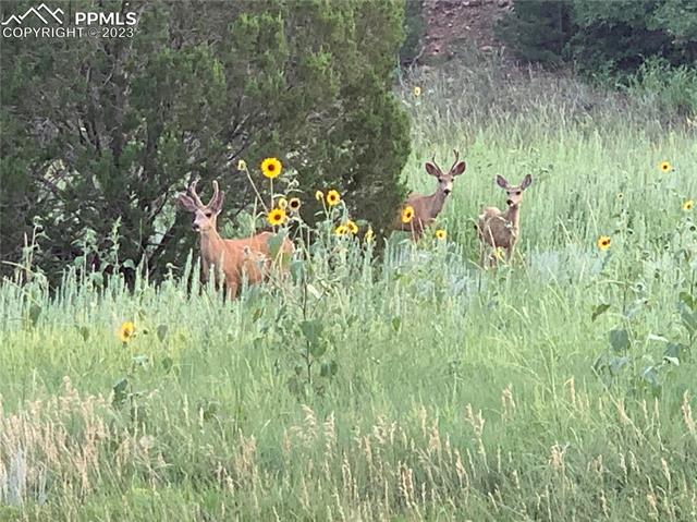 14490 Aiken Ride View