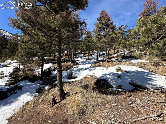 91 Ponderosa View