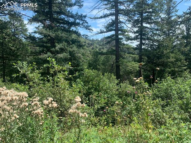 3435 Little Turkey Creek Road