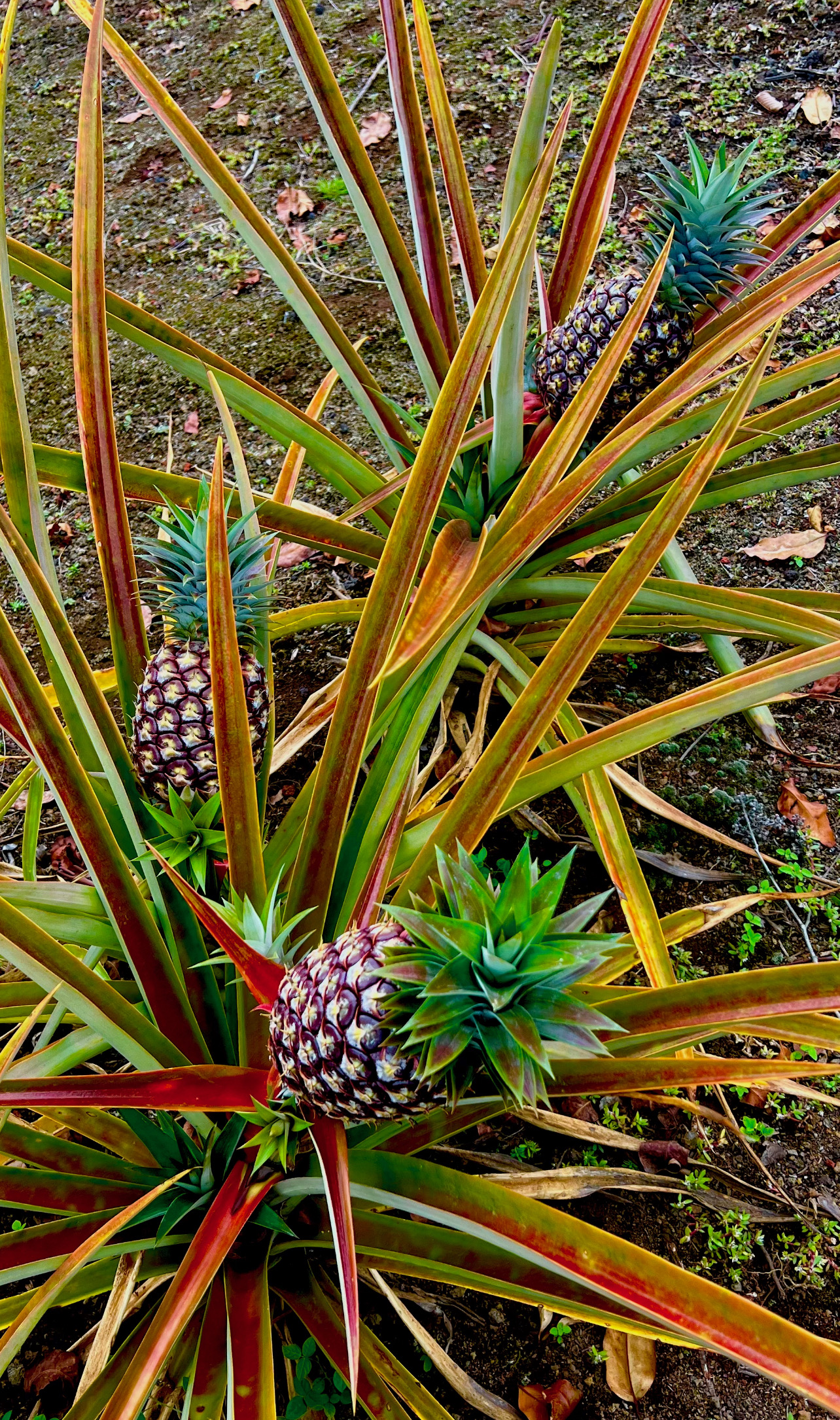 92-8995 LOTUS BLOSSOM LN