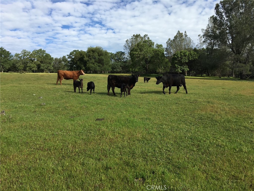 1484 Oregon Gulch Road