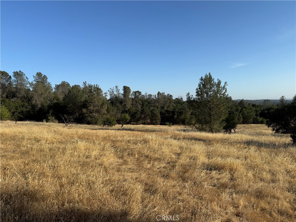 Vacant land with golden grass, scattered trees, and a wooded tree line under a clear blue sky.