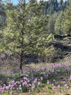 NNA NA Timbered Ridge Road