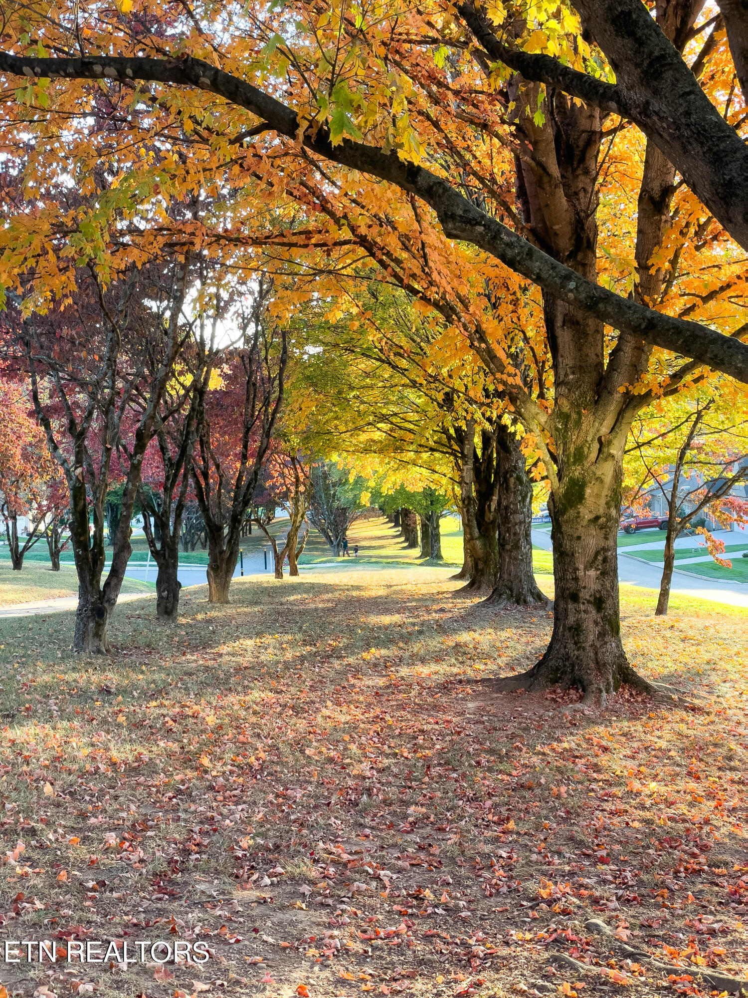 12017 Boyd Chase Blvd