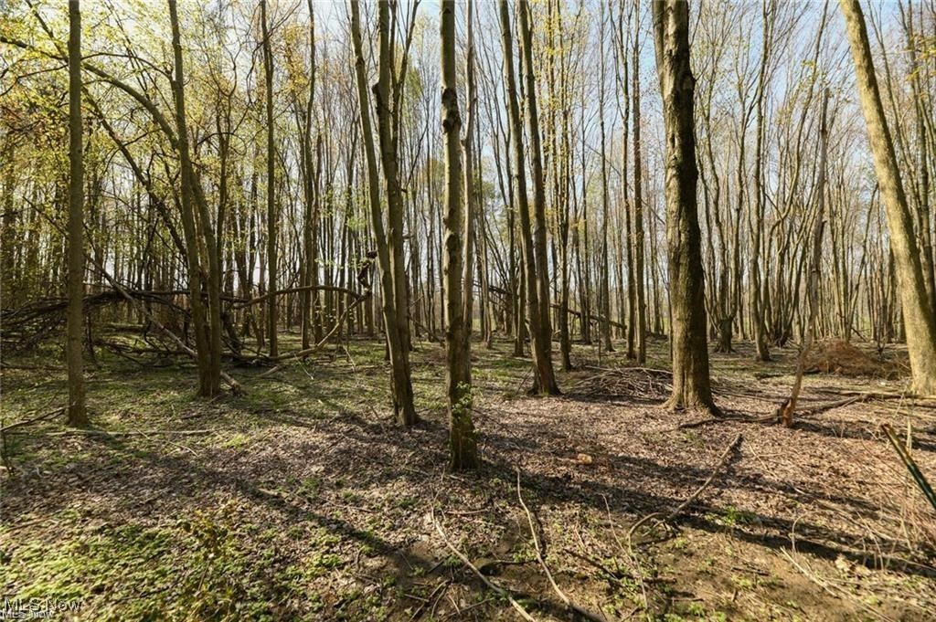 Wooded lot with tall leafless trees and scattered fallen branches.
