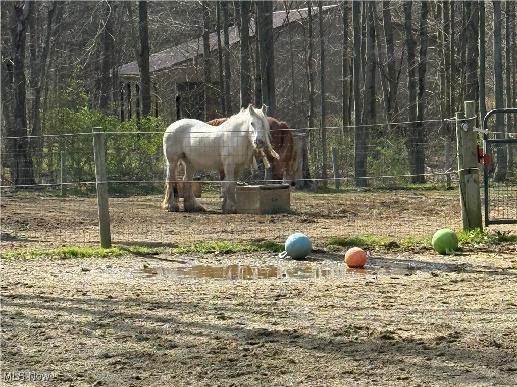 Two horses stand in a fenced paddock beside a trough, with colorful balls in the foreground.
