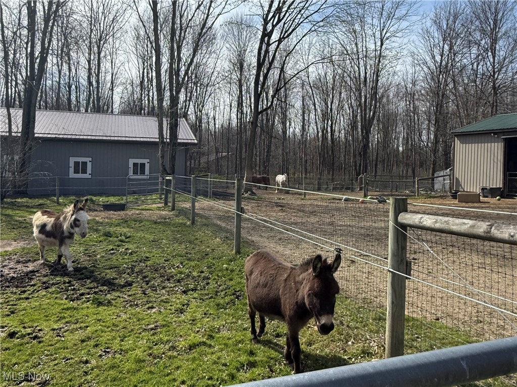 Donkeys in a fenced paddock between two outbuildings, with leafless woods behind them.