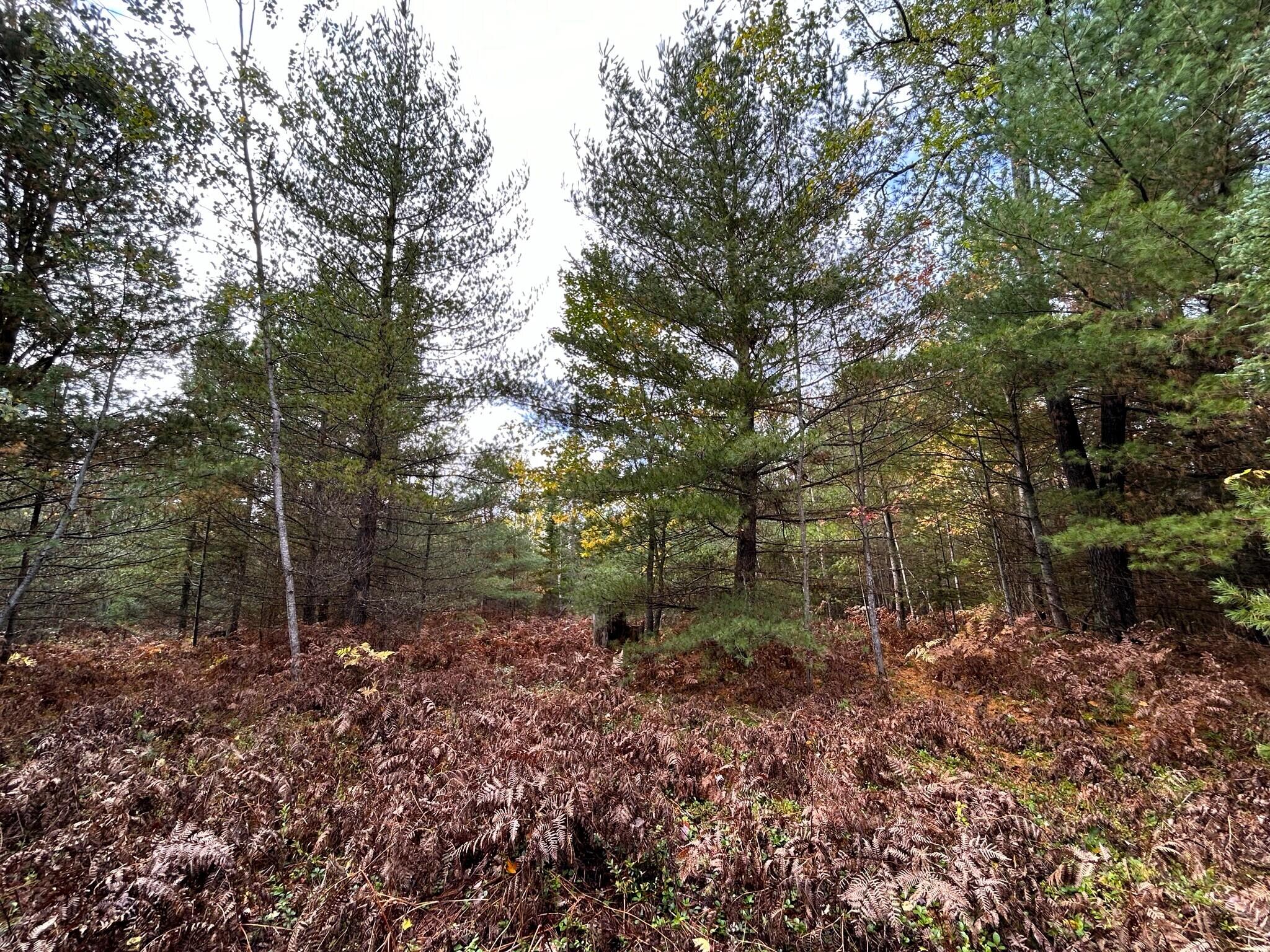 16955 Brush Creek Truck Trail