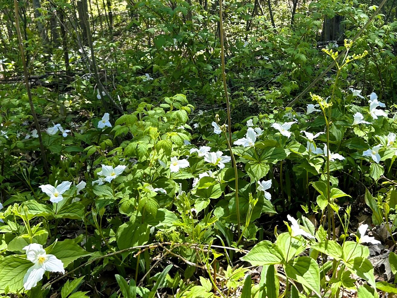 1210 S Manning Hill Road