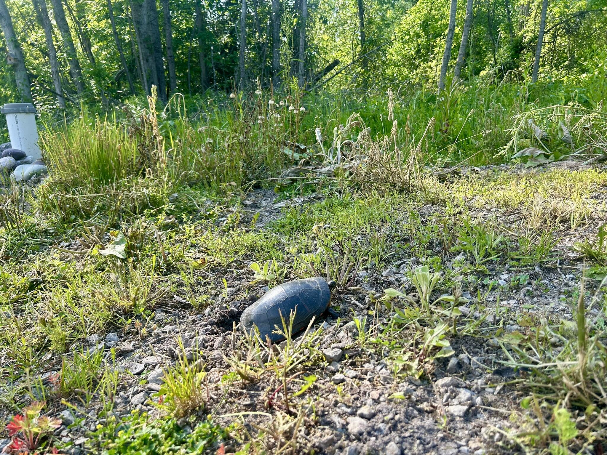 19526 McConnaughey Road