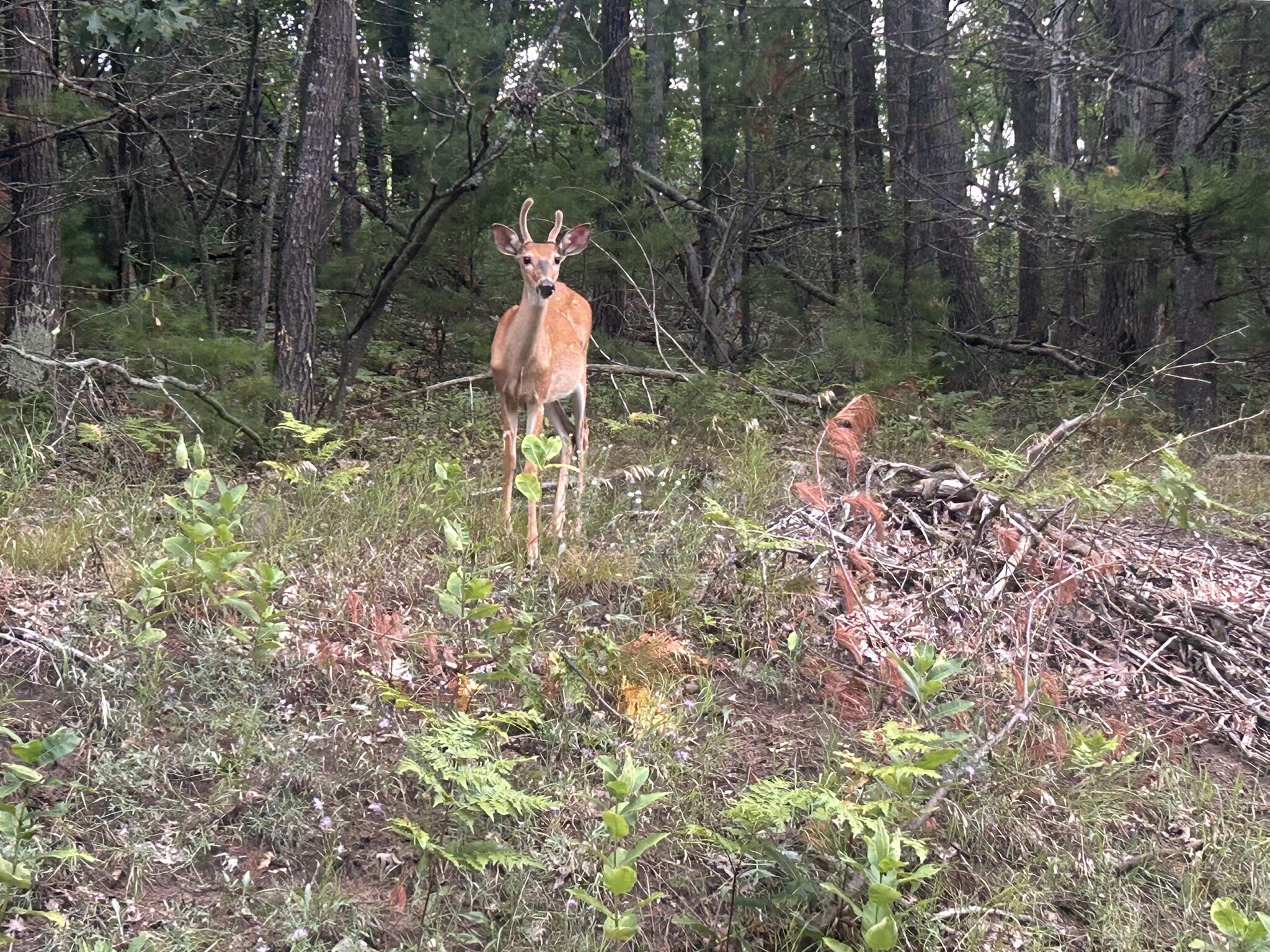 V/L W Pinecrest Circle, Lots 6 & 7