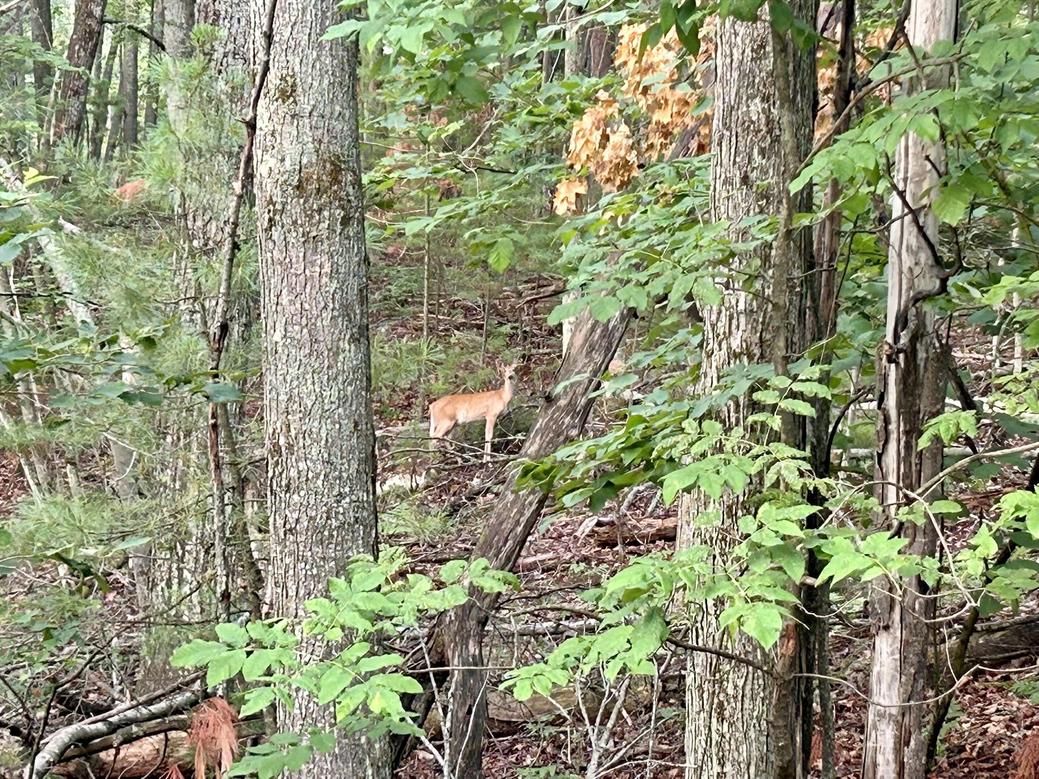 V/L W Pinecrest Circle, Lots 6 & 7