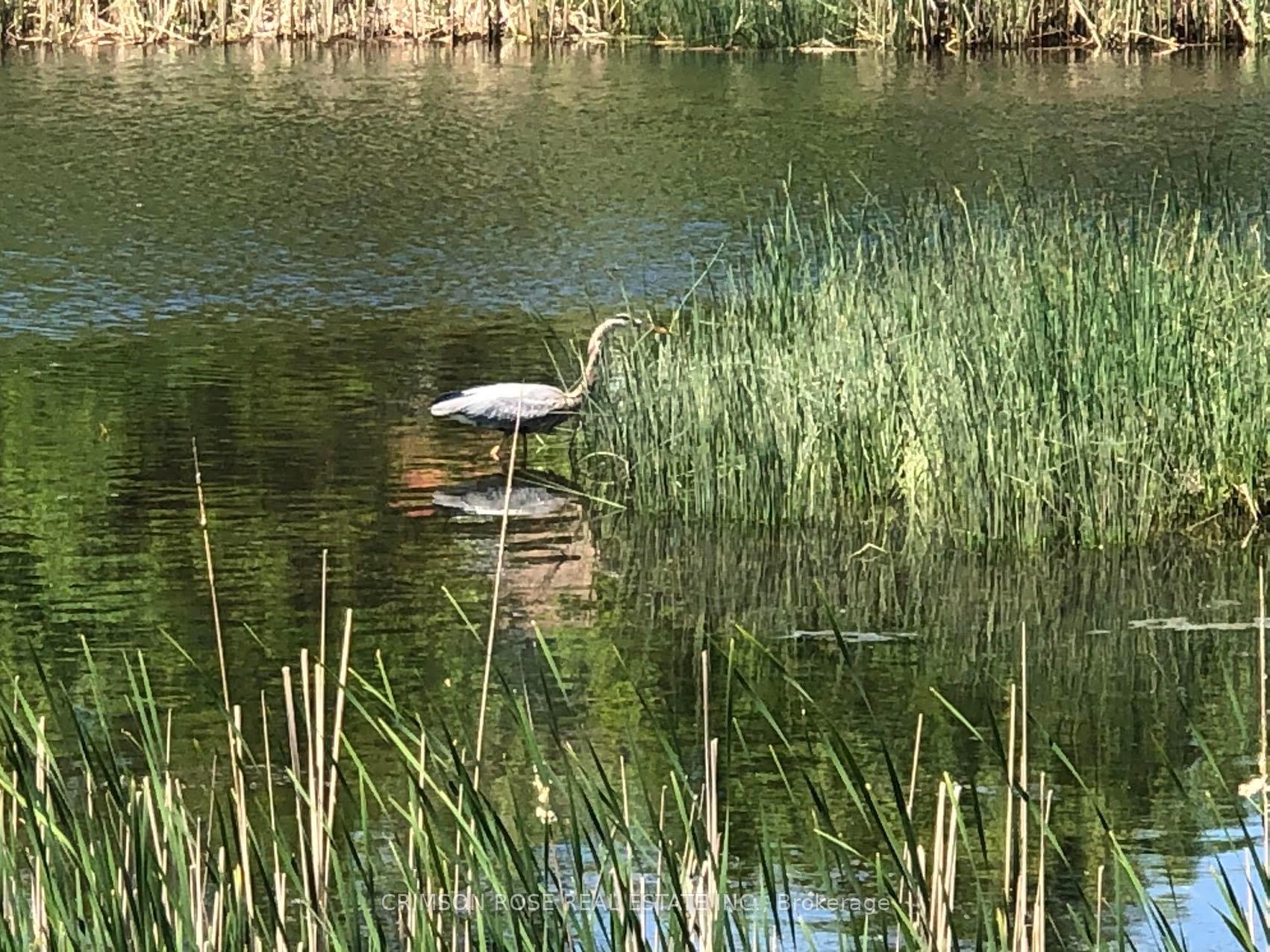 Heron standing in a pond beside dense reeds
