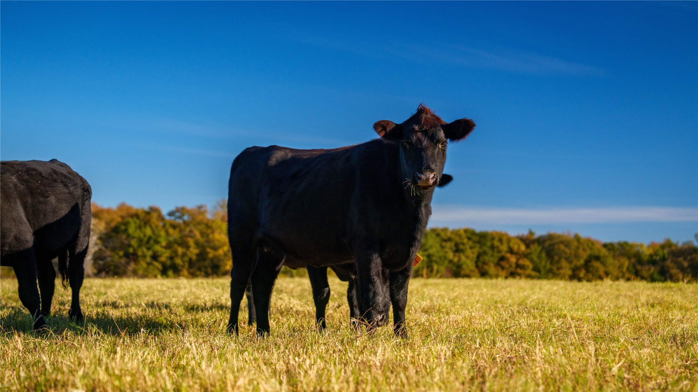 1210 County Road 232