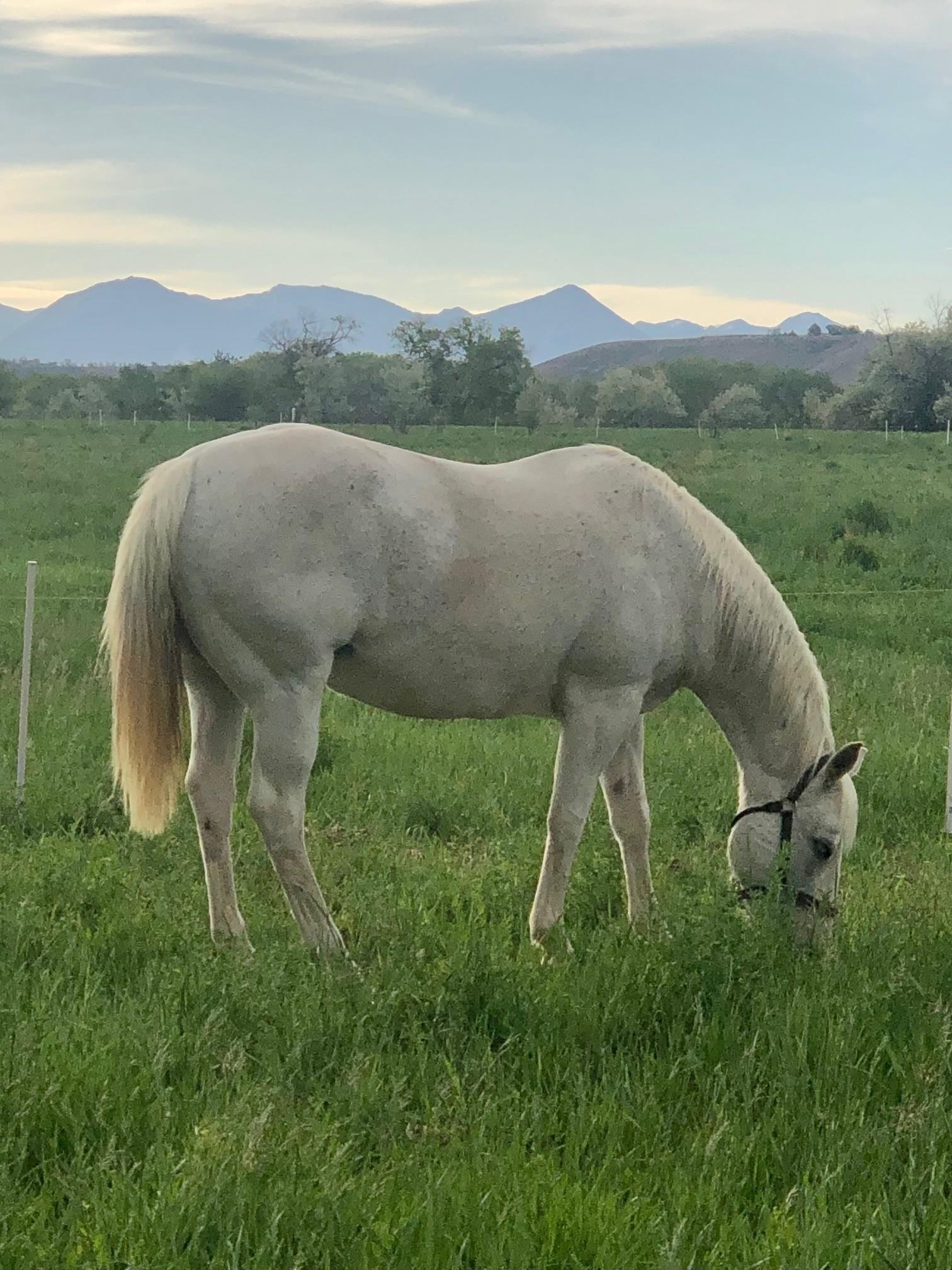 12480 Running Deer Road